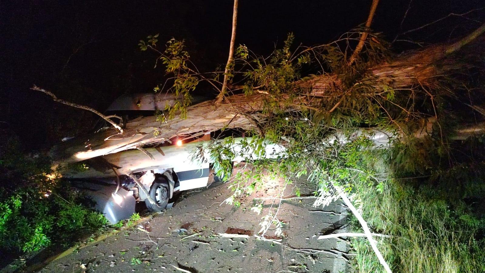 Uma &aacute;rvore caiu sobre uma Van na ERS-124, no Pesqueiro, mas sem deixar feridos