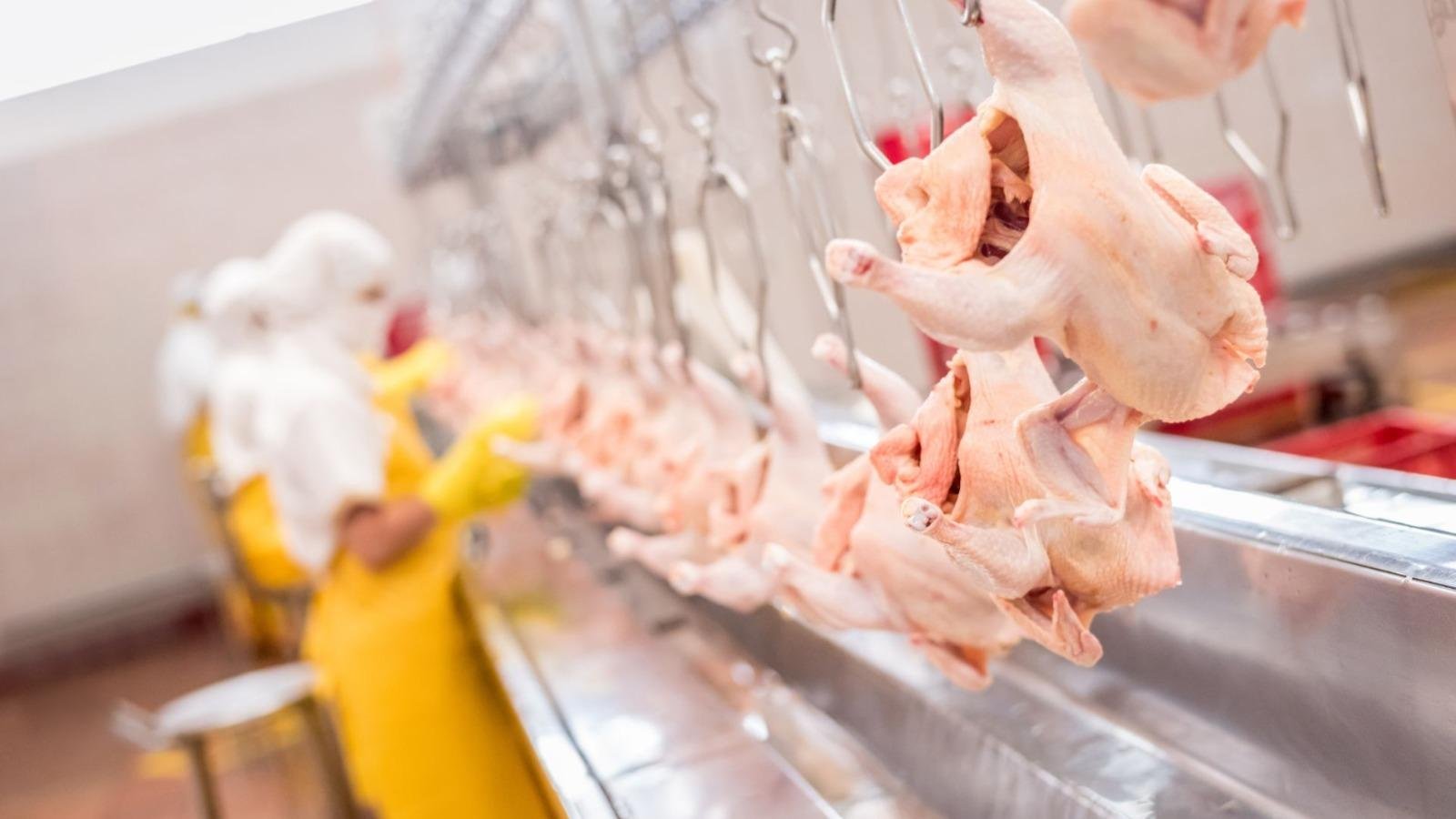Brasil exportou por dia em m&eacute;dia 30 mil toneladas de frango nos cinco primeiros dias &uacute;teis de agosto