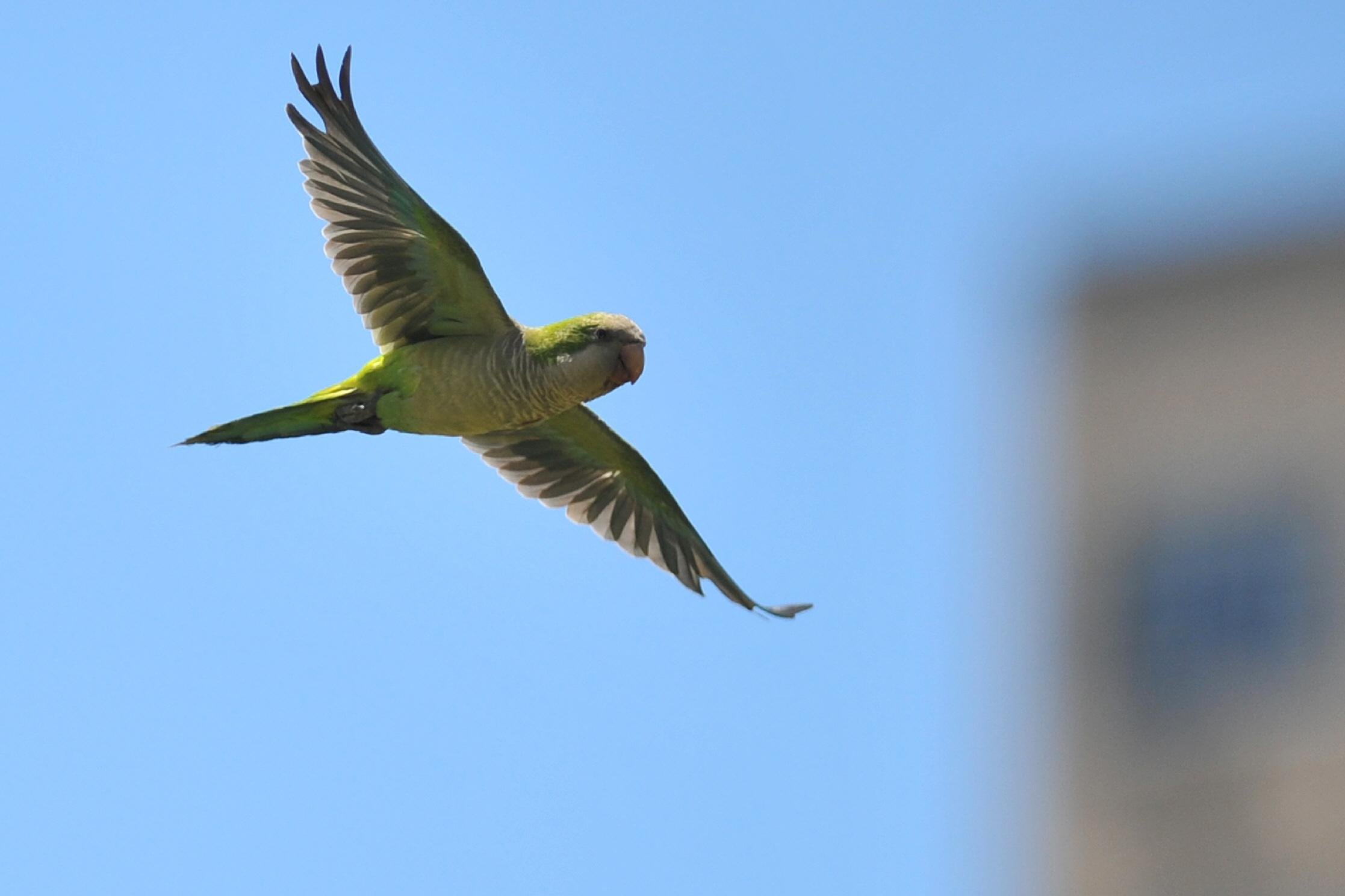 A ocorr&ecirc;ncia das aves tem levado produtores a reverem o planejamento das propriedades