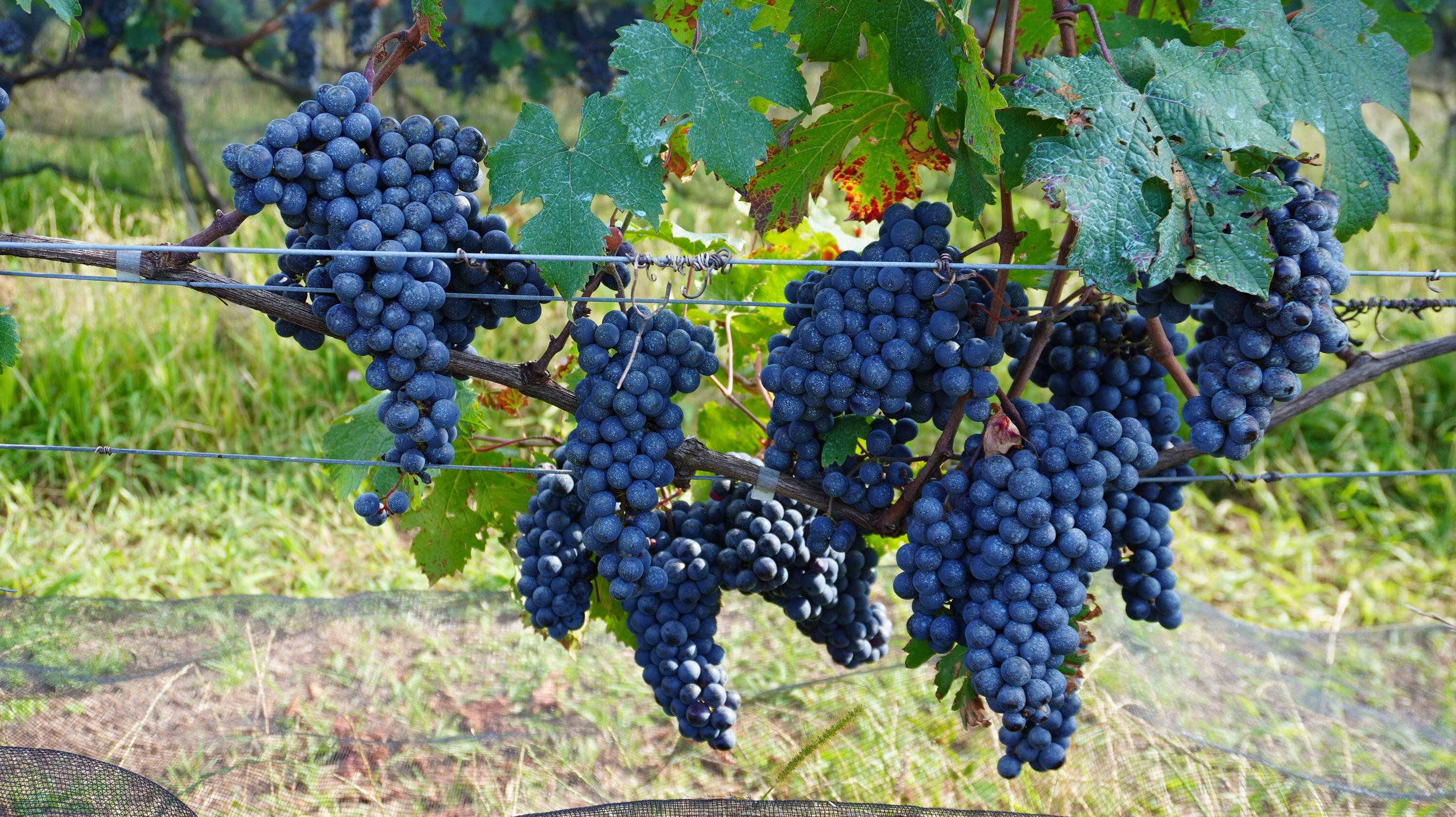 Clone da variedade Cabernet Franc