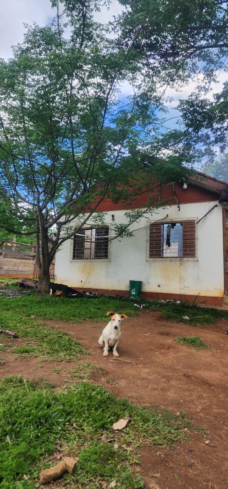 Santu&aacute;rio Voz Animal abriga mais de 300 animais v&iacute;timas de abandono e maus-tratos