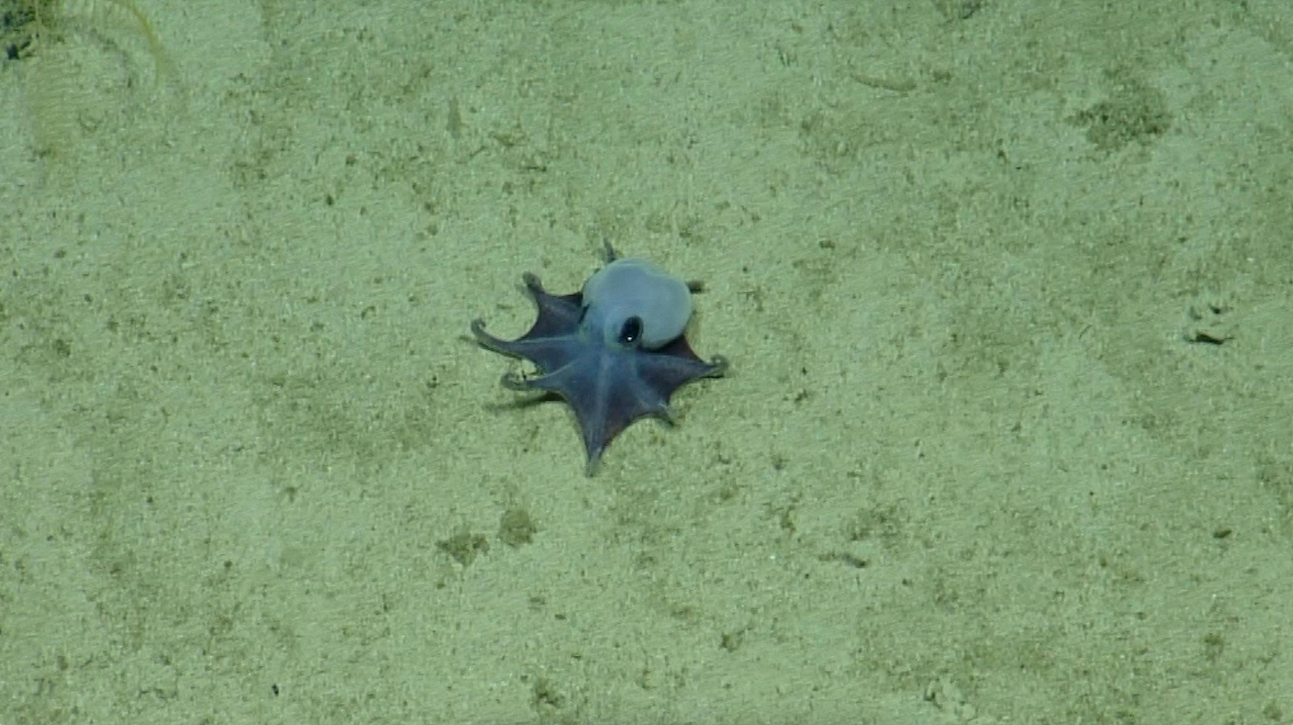 Polvo azul, da nova esp&eacute;cie "Microeledone galapagensis", possui "pequenos tent&aacute;culos robustos, providos de uma &uacute;nica fileira de ventosas"