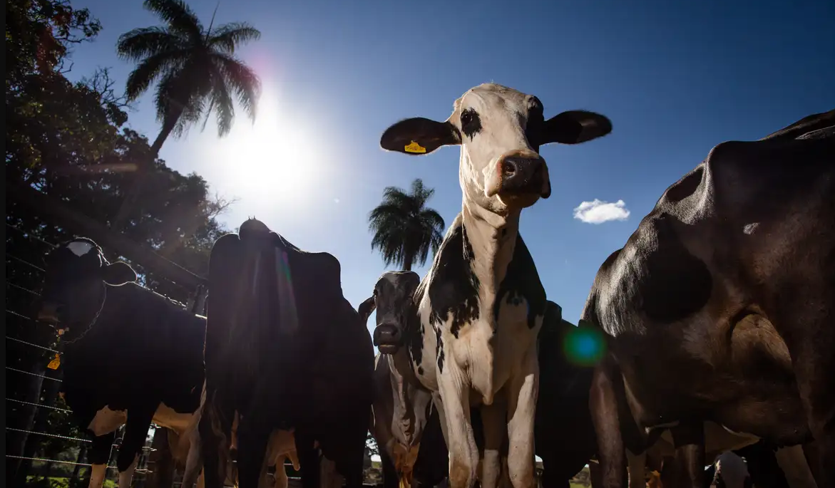 A Uni&atilde;o Europeia &eacute; um dos principais mercados para as prote&iacute;nas animais brasileiras