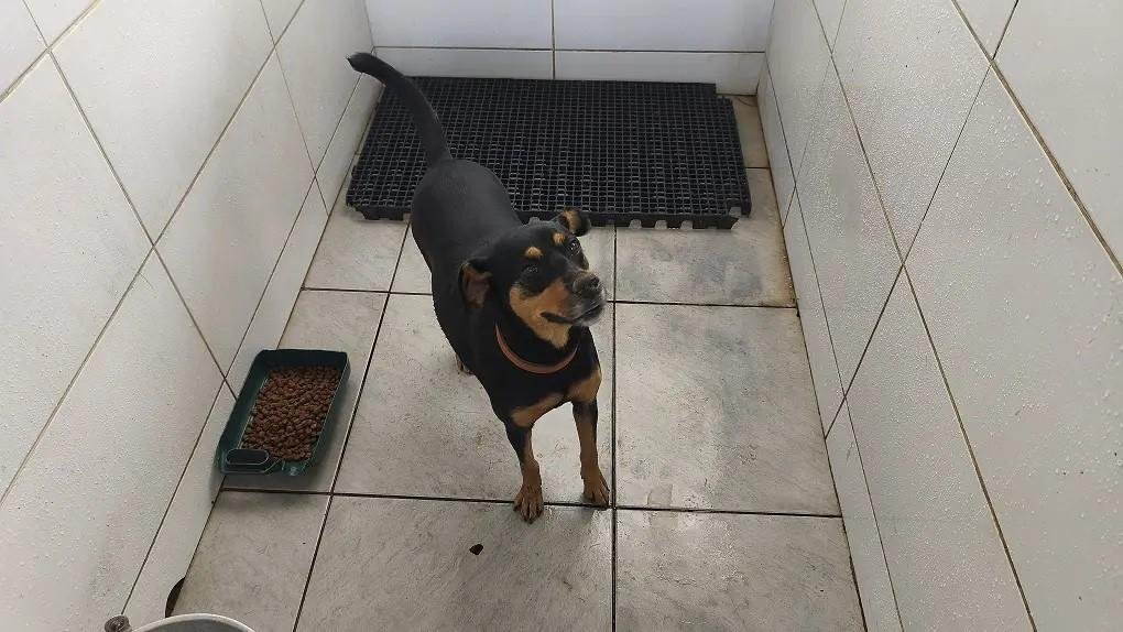 Cachorrinha foi encaminhada a unidade de sa&uacute;de para ser castrada, microchipada e vacinada