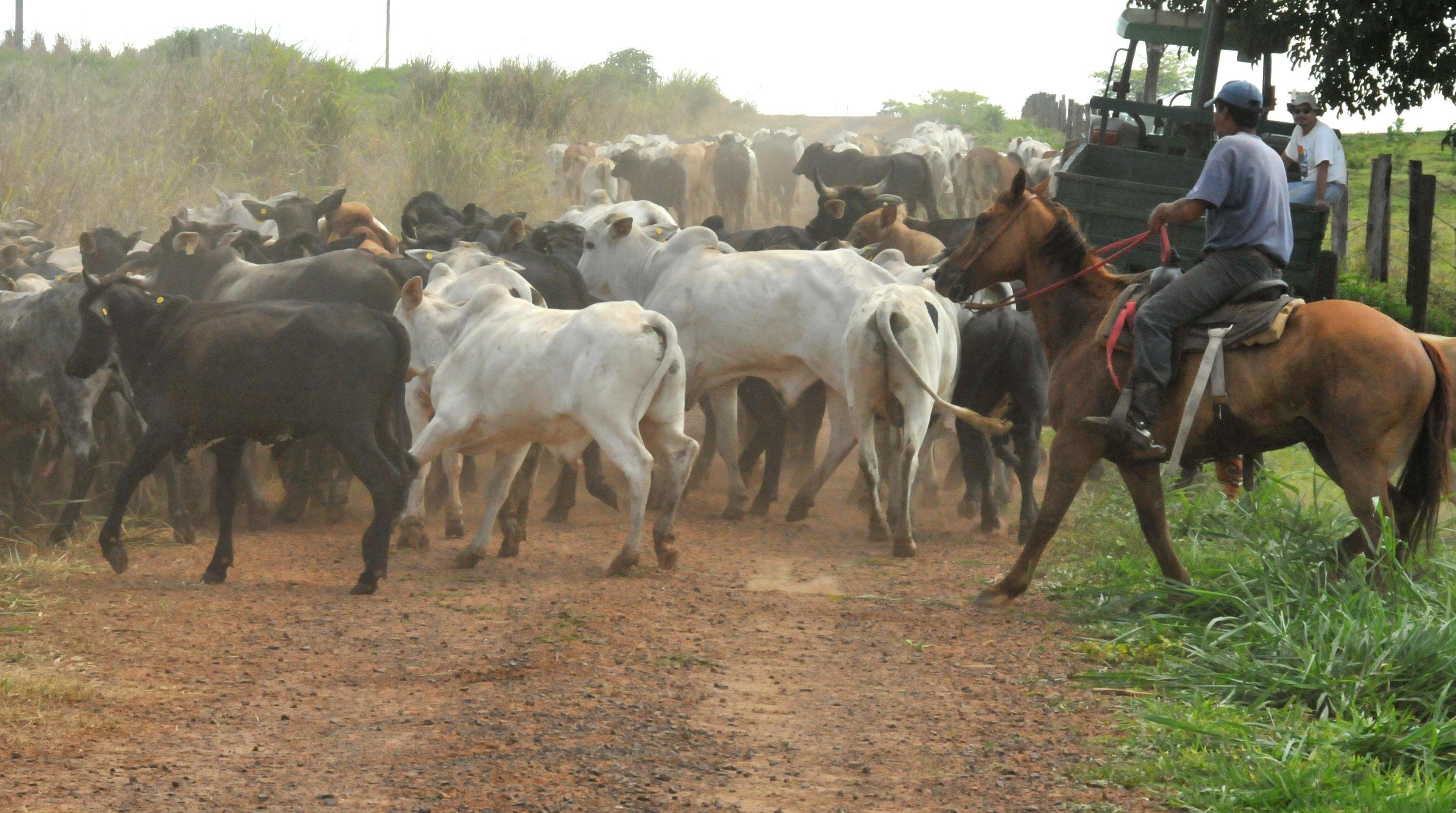 O bem-estar animal &eacute; um compromisso da pecu&aacute;ria sustent&aacute;vel, destaca a entidade