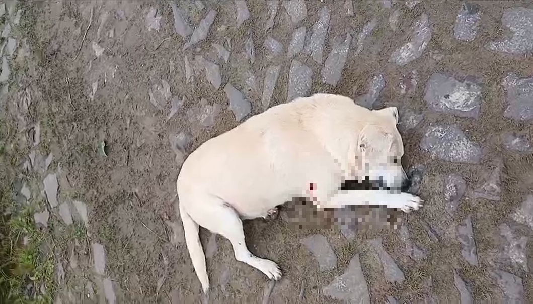Labrador foi alvejado na barriga e perna