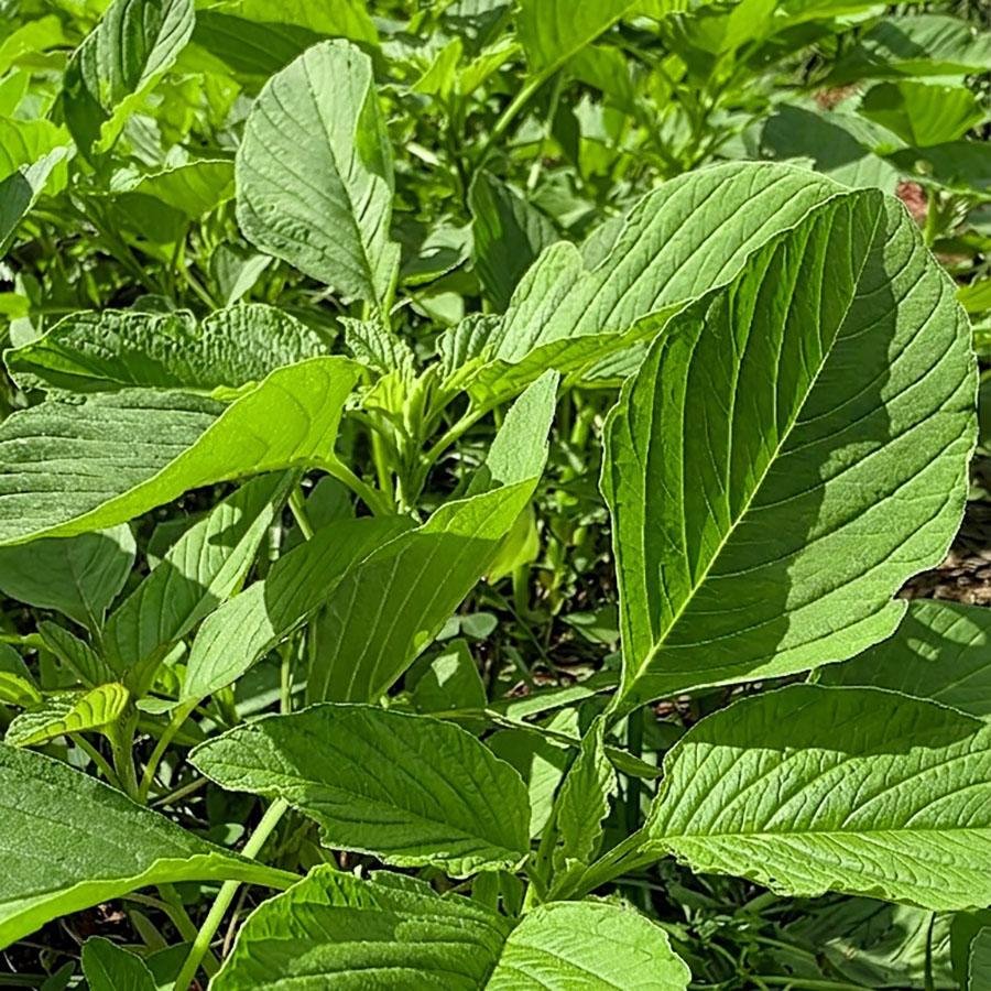 Cultivar BRS Ilekalu destaca-se pelo elevado teor de prote&iacute;nas, que atinge 33,8% nas folhas