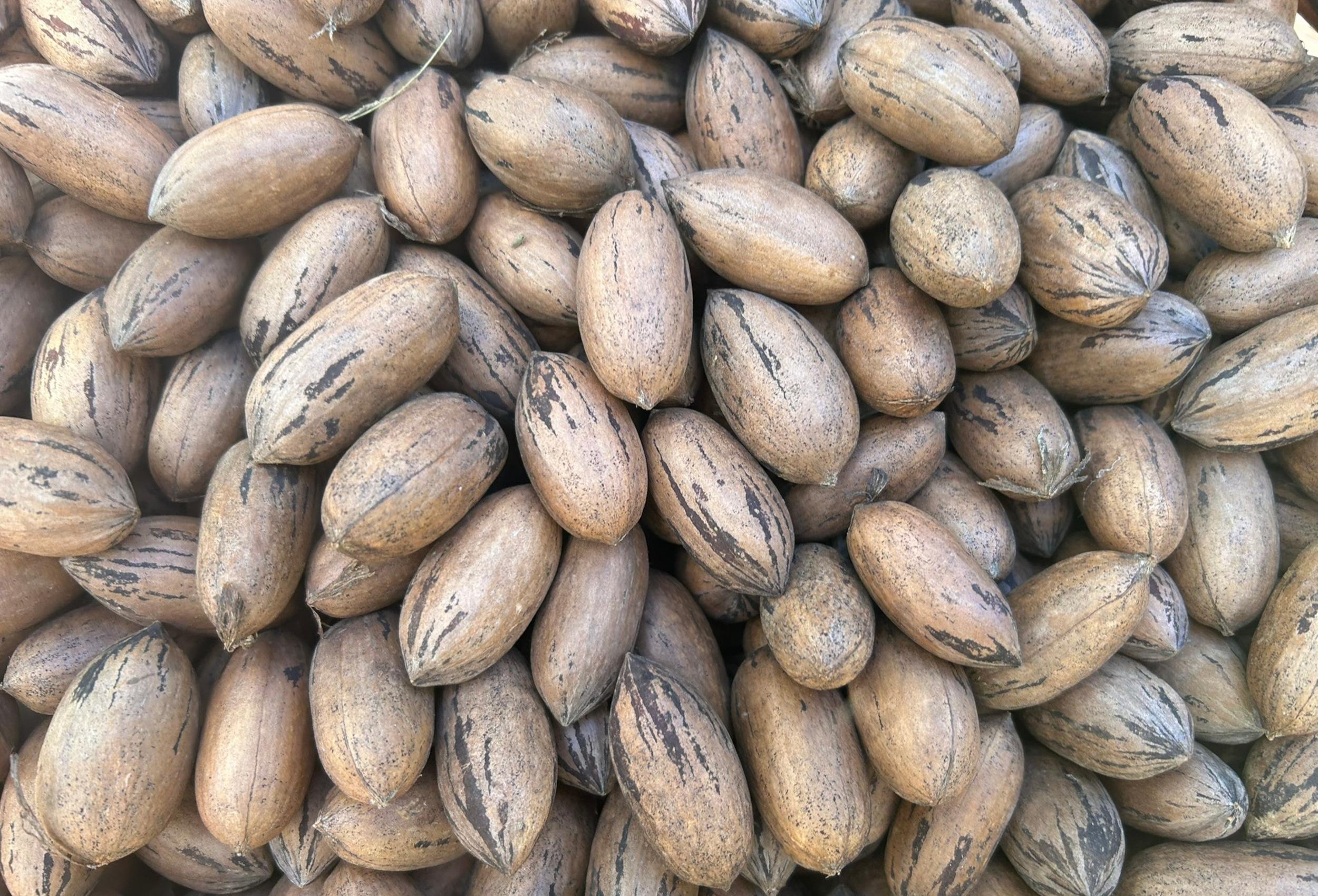 Avan&ccedil;o&nbsp;da safra deve ocorrer com a maior carga de frutos nos pomares