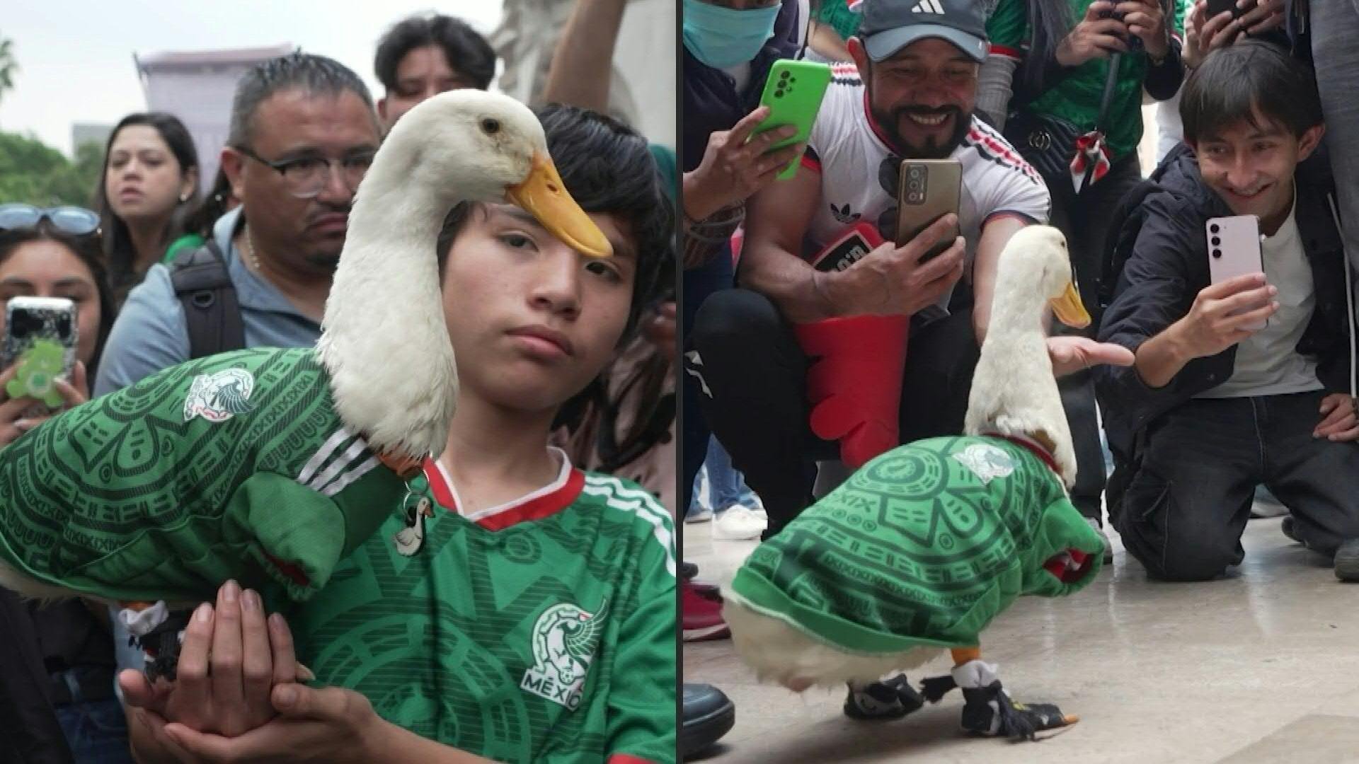Pato vira xod&oacute; no M&eacute;xico