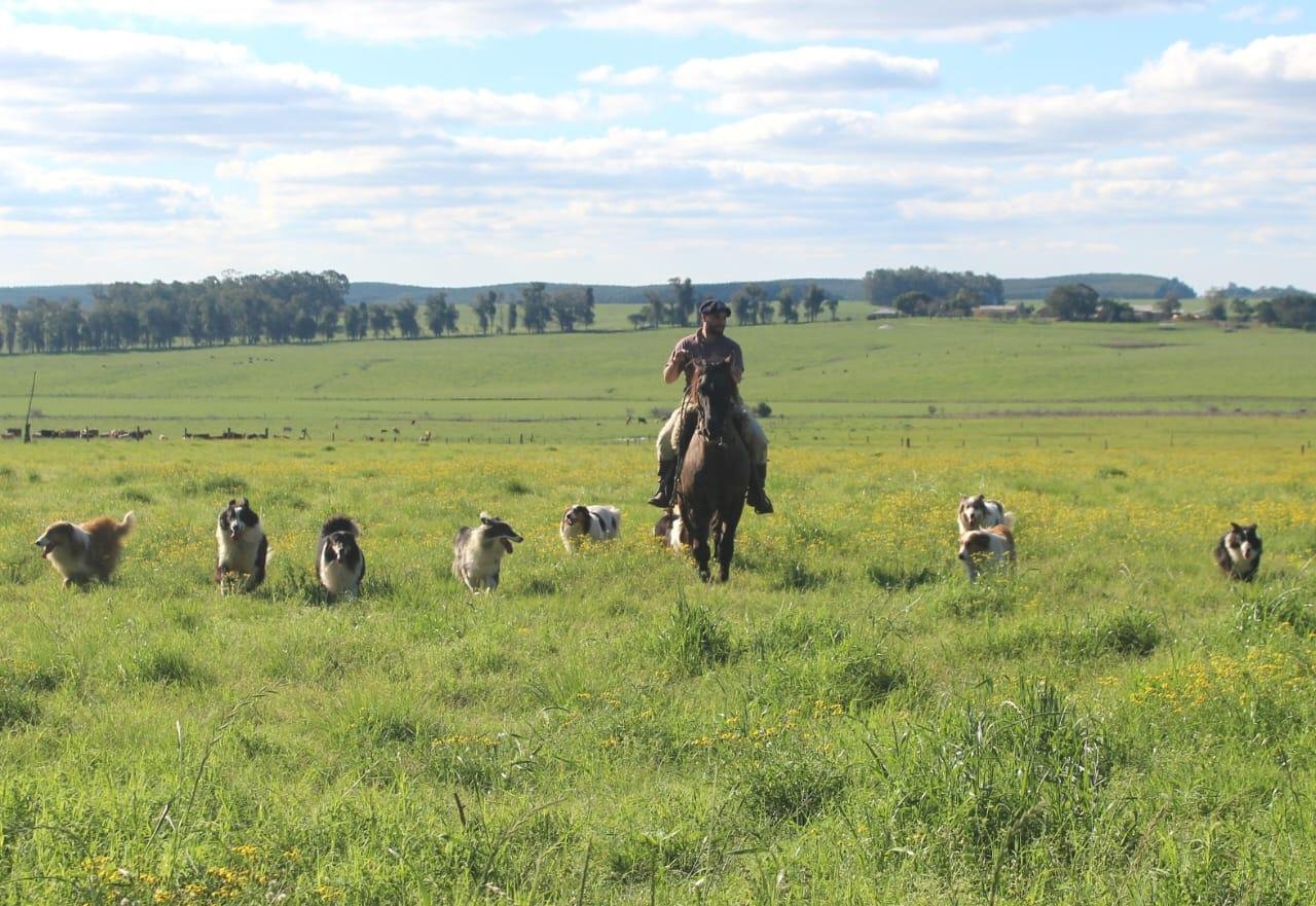 O ovelheiro ga&uacute;cho &eacute; uma ra&ccedil;a de c&atilde;o pastor origin&aacute;ria dos pampas