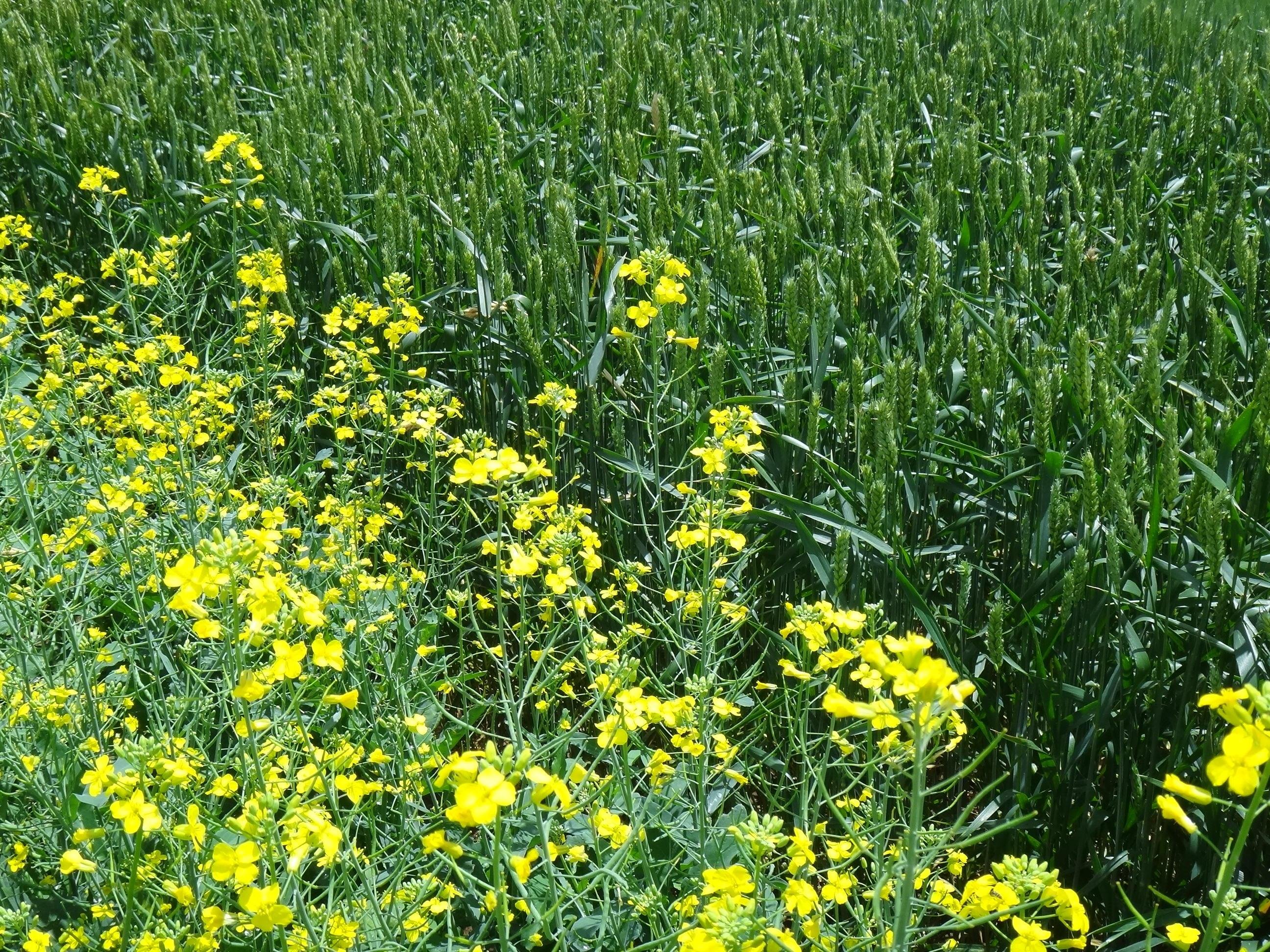 Embrapa sugere plantar canola sobre a &aacute;rea que recebeu trigo na safra anterior
