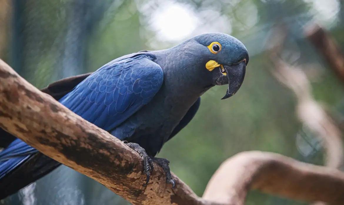 Arara-azul-grande est&aacute; entre as esp&eacute;cies inclu&iacute;das na lista