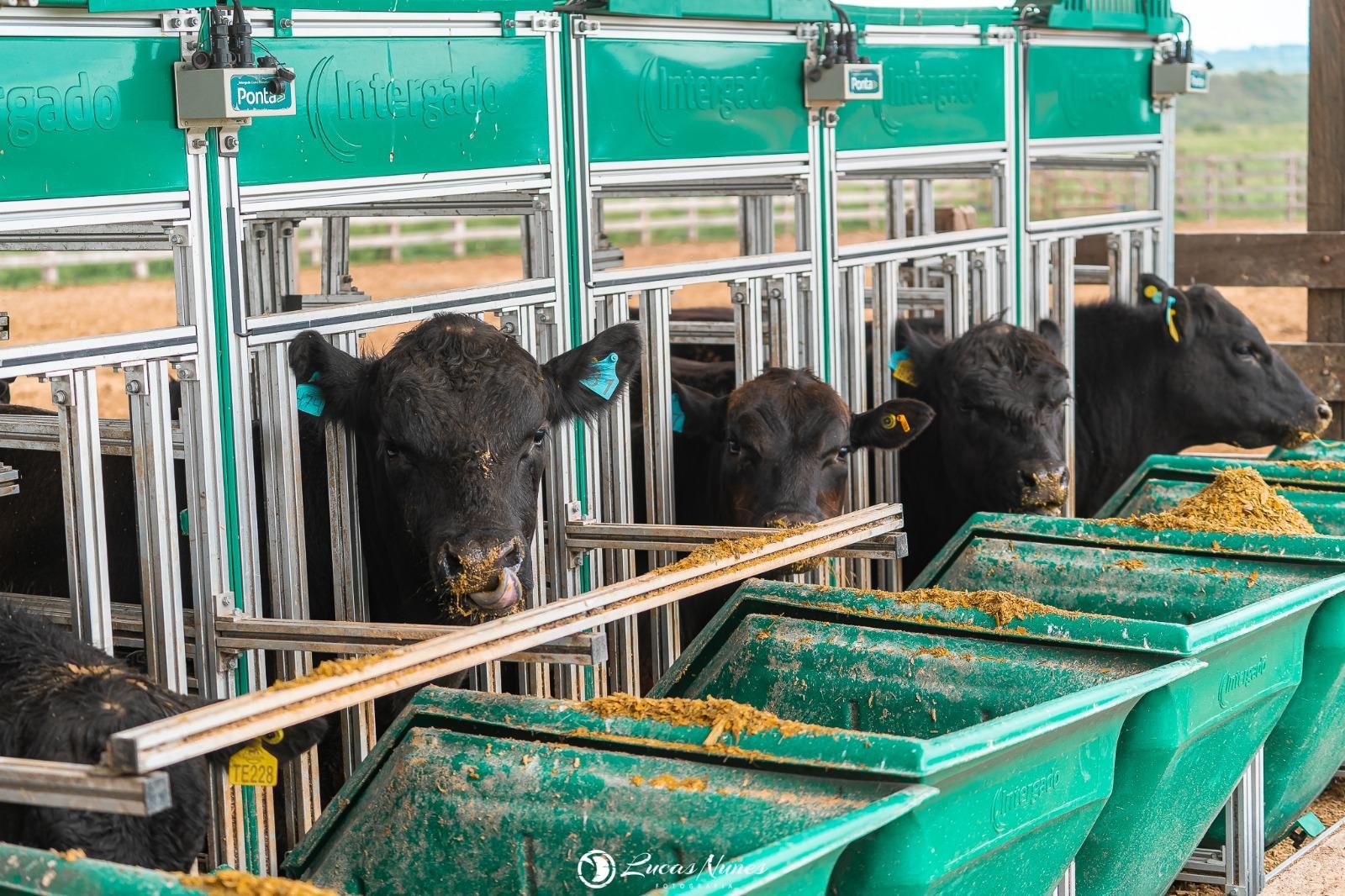 A Prova de Efici&ecirc;ncia Alimentar permite aos criadores avaliar o desempenho gen&eacute;tico de seus animais