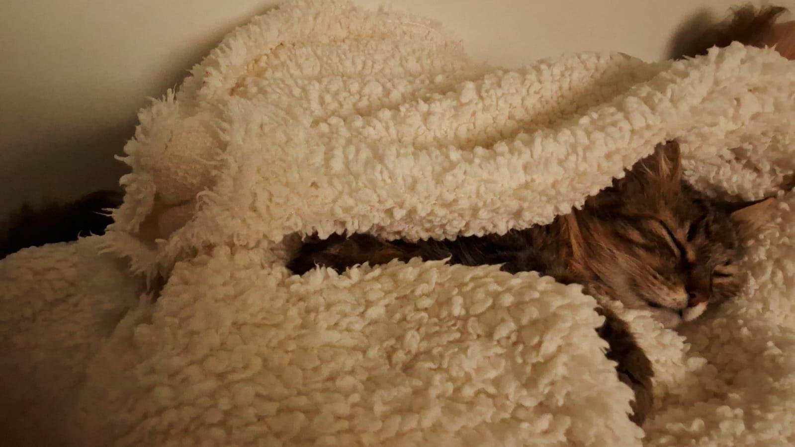 Nos meses de inverno, o ideal &eacute; oferecer camas, mantas ou qualquer tipo de prote&ccedil;&atilde;o aos pets