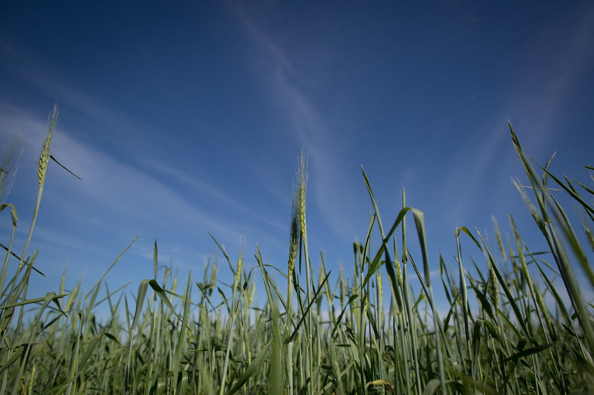 As margens pouco atrativas devem limitar investimentos e reduzir a &aacute;rea cultivada do trigo, cen&aacute;rio que pode ser agravado pelos efeitos do El Ni&ntilde;o