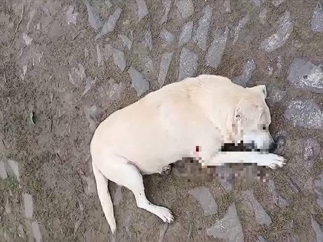 Animal foi morto a tiros no Litoral Norte