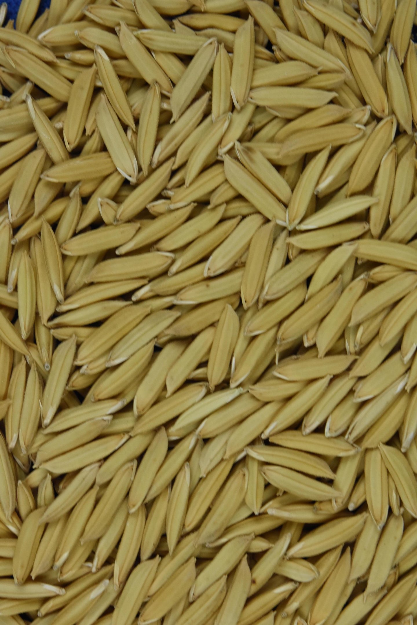 No primeiro semestre as exporta&ccedil;&otilde;es ga&uacute;chas do cereal foram&nbsp;36% maiores em receita na compara&ccedil;&atilde;o ao mesmo per&iacute;odo do ano passado