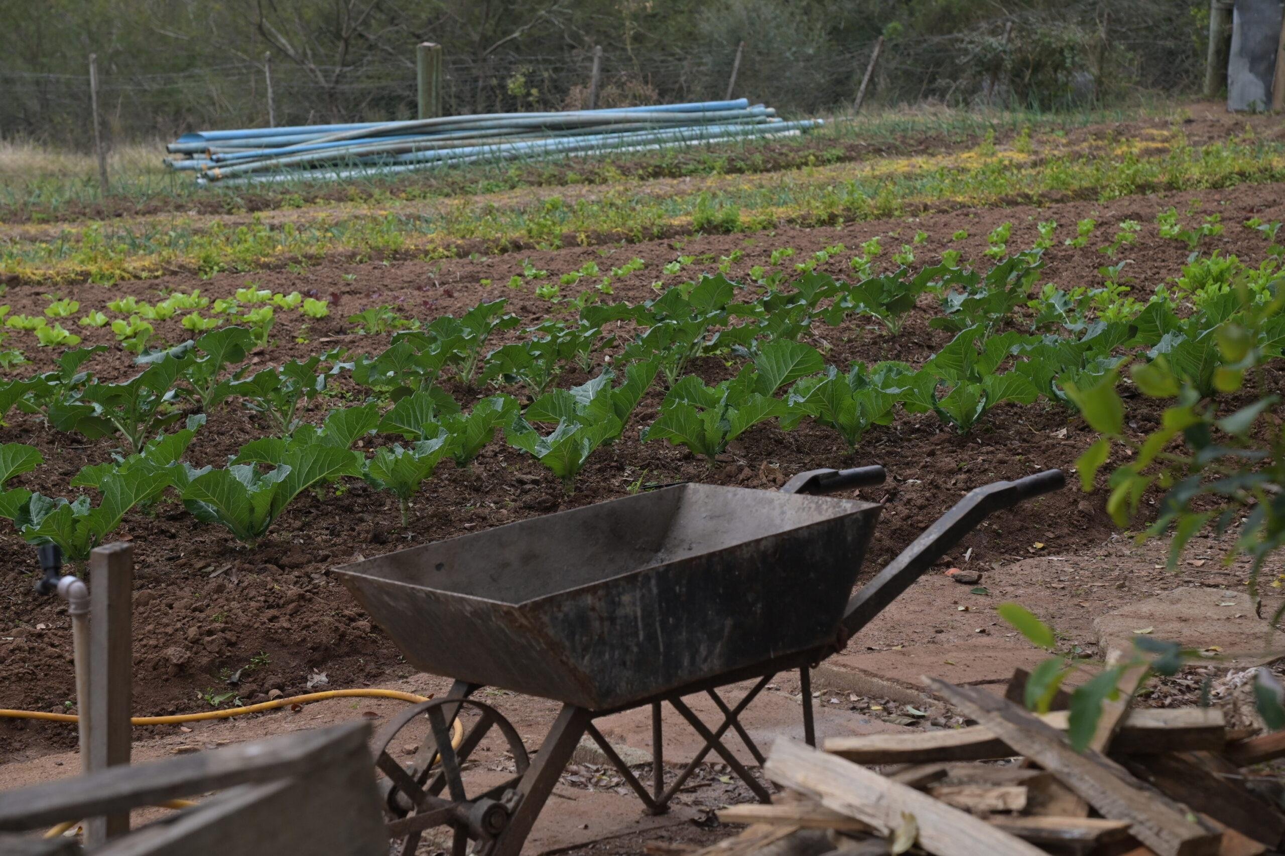 Seguran&ccedil;a alimentar e nutricional, mudan&ccedil;as clim&aacute;ticas e conserva&ccedil;&atilde;o da biodiversidade est&atilde;o na pauta do evento