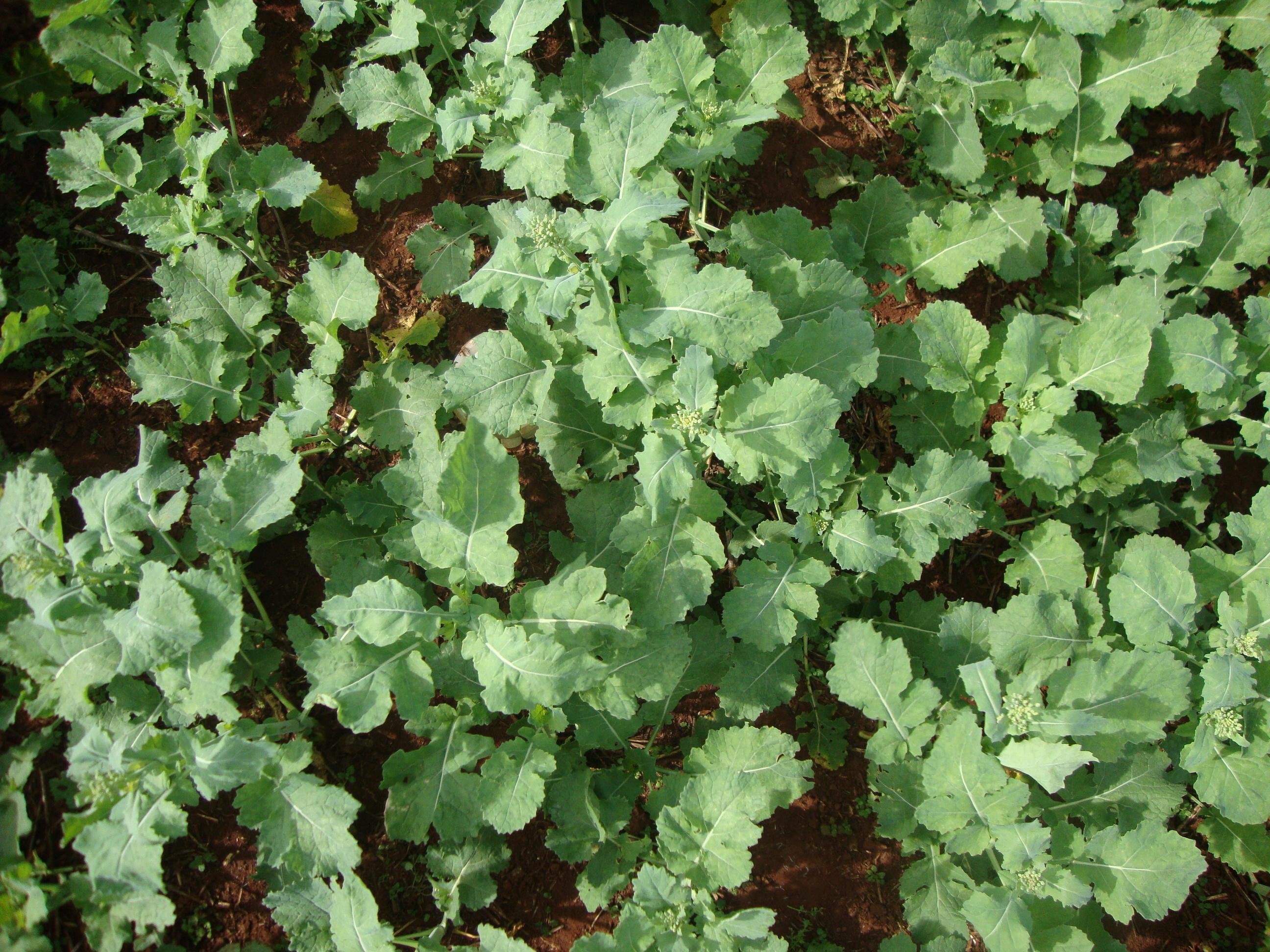 A &aacute;rea cultivada da oleaginosa est&aacute; estimada pela Emater/RS-Ascar em 353.397 hectares
