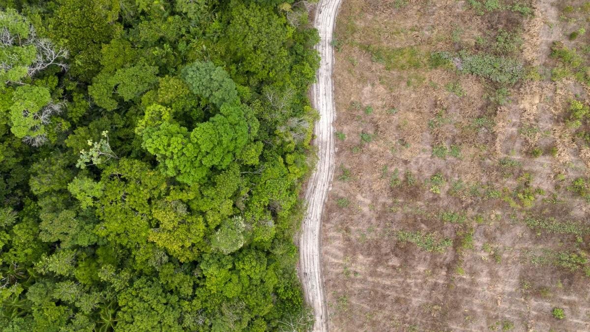 Ap&oacute;s atingir o pico em 2022, o desmatamento vem em queda desde o come&ccedil;o do governo Lula