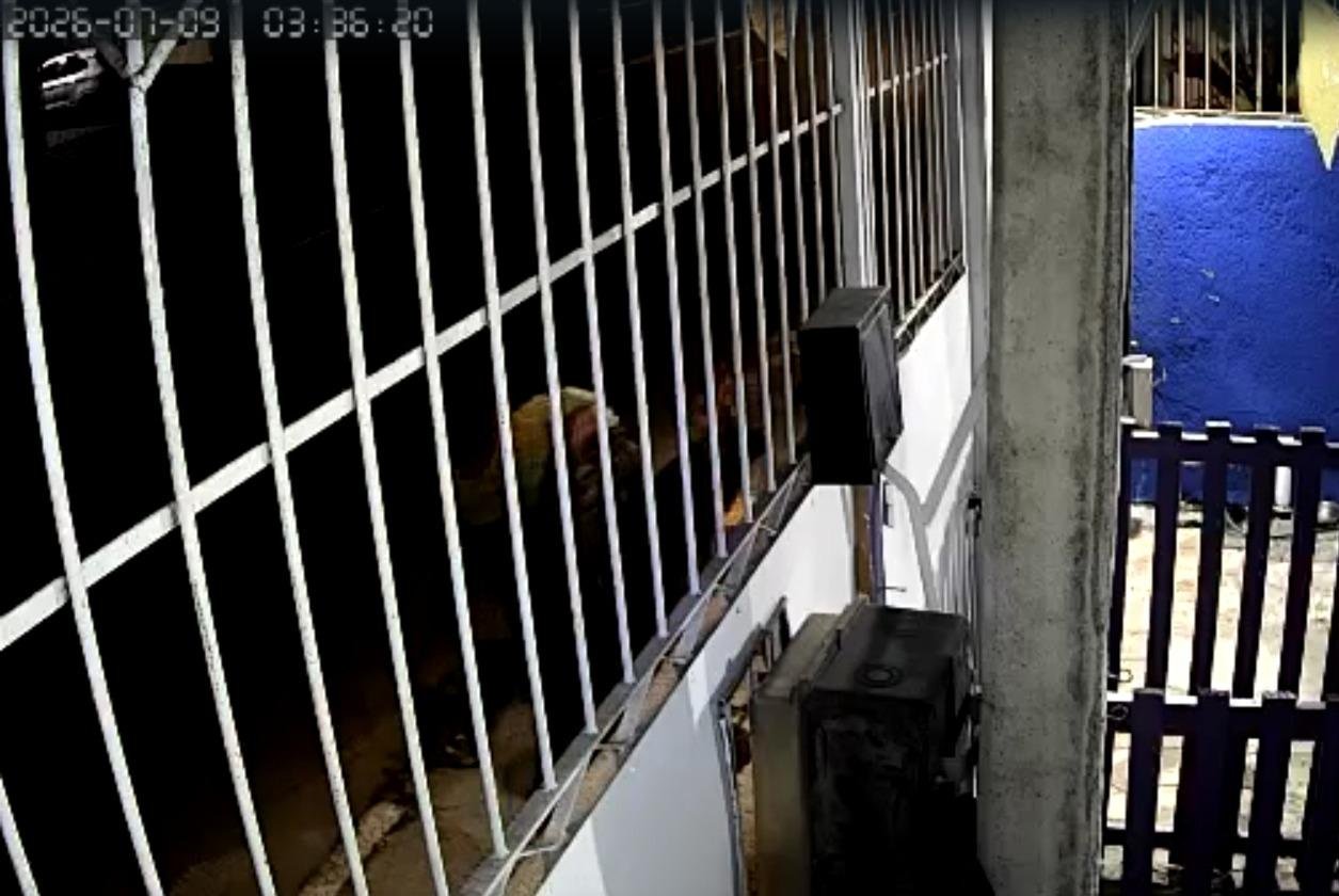 Ap&oacute;s arremessar o gato dentro de uma garrafa, autor do crime ainda deixou uma carta misteriosa na caixa de correspond&ecirc;ncias do im&oacute;vel