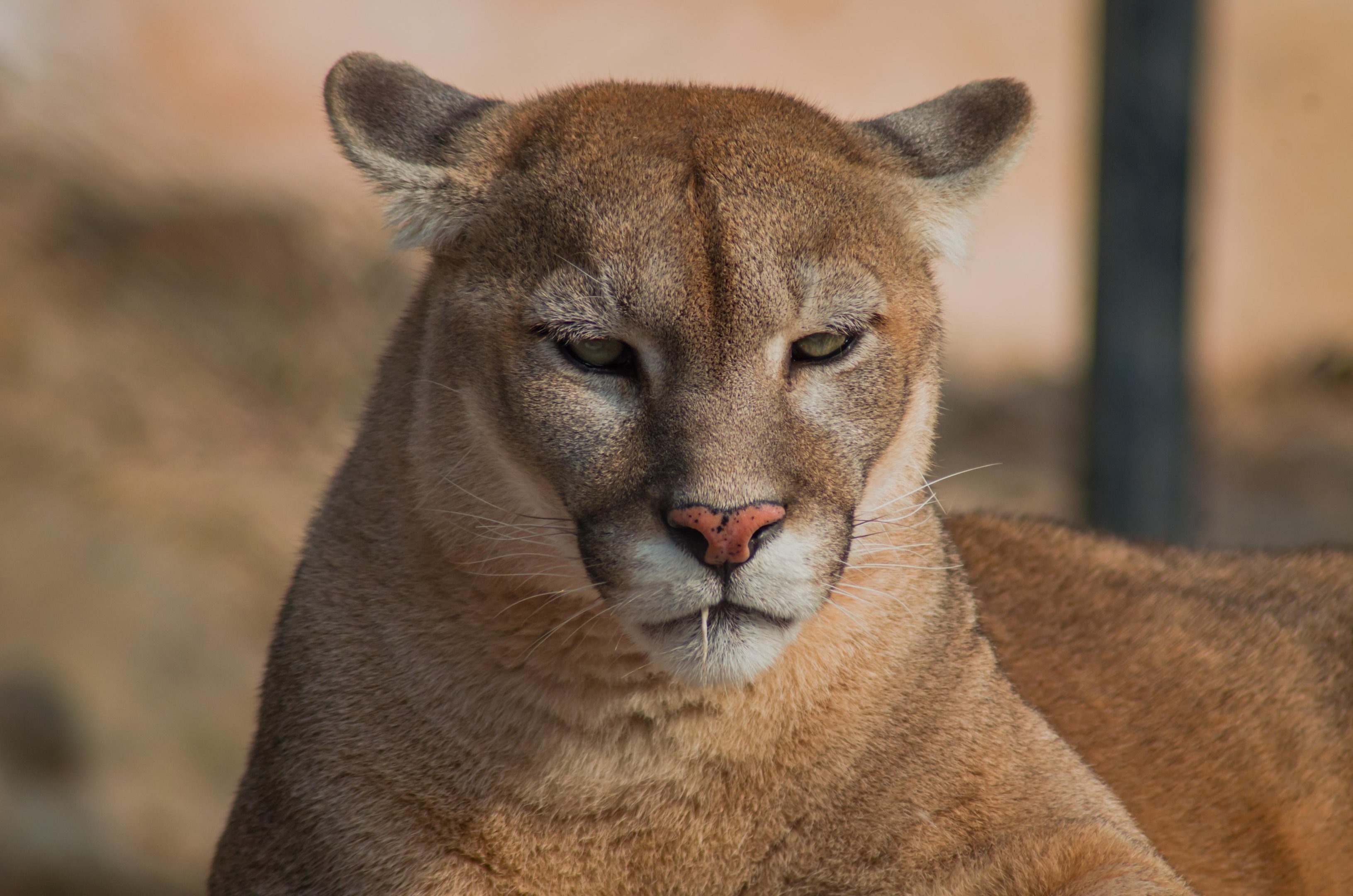 Segundo a prefeitura de Barueri, a regi&atilde;o fica ao lado de uma &aacute;rea de mata, o que favorece a circula&ccedil;&atilde;o de animais silvestres na regi&atilde;o
