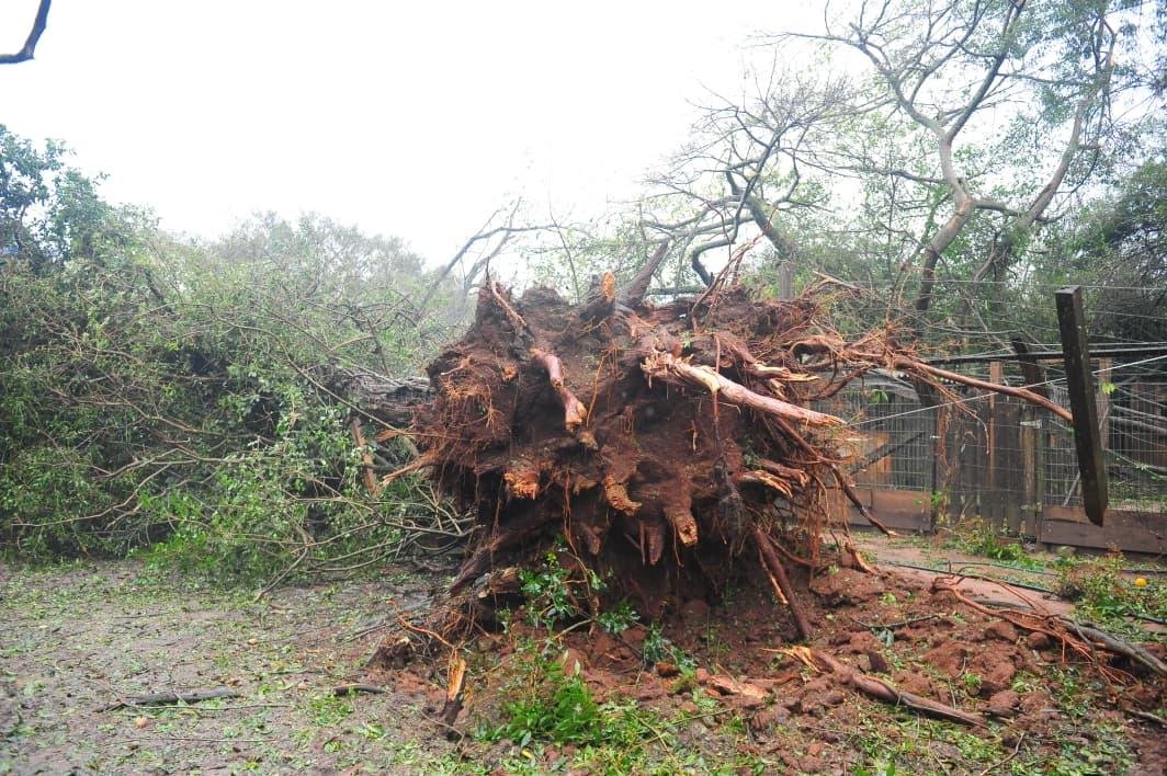 Previs&otilde;es indicam que o pa&iacute;s deve sofrer com impactos de intensidade moderada a muito forte por causa do fen&ocirc;meno El Ni&ntilde;o ao longo do segundo semestre deste ano