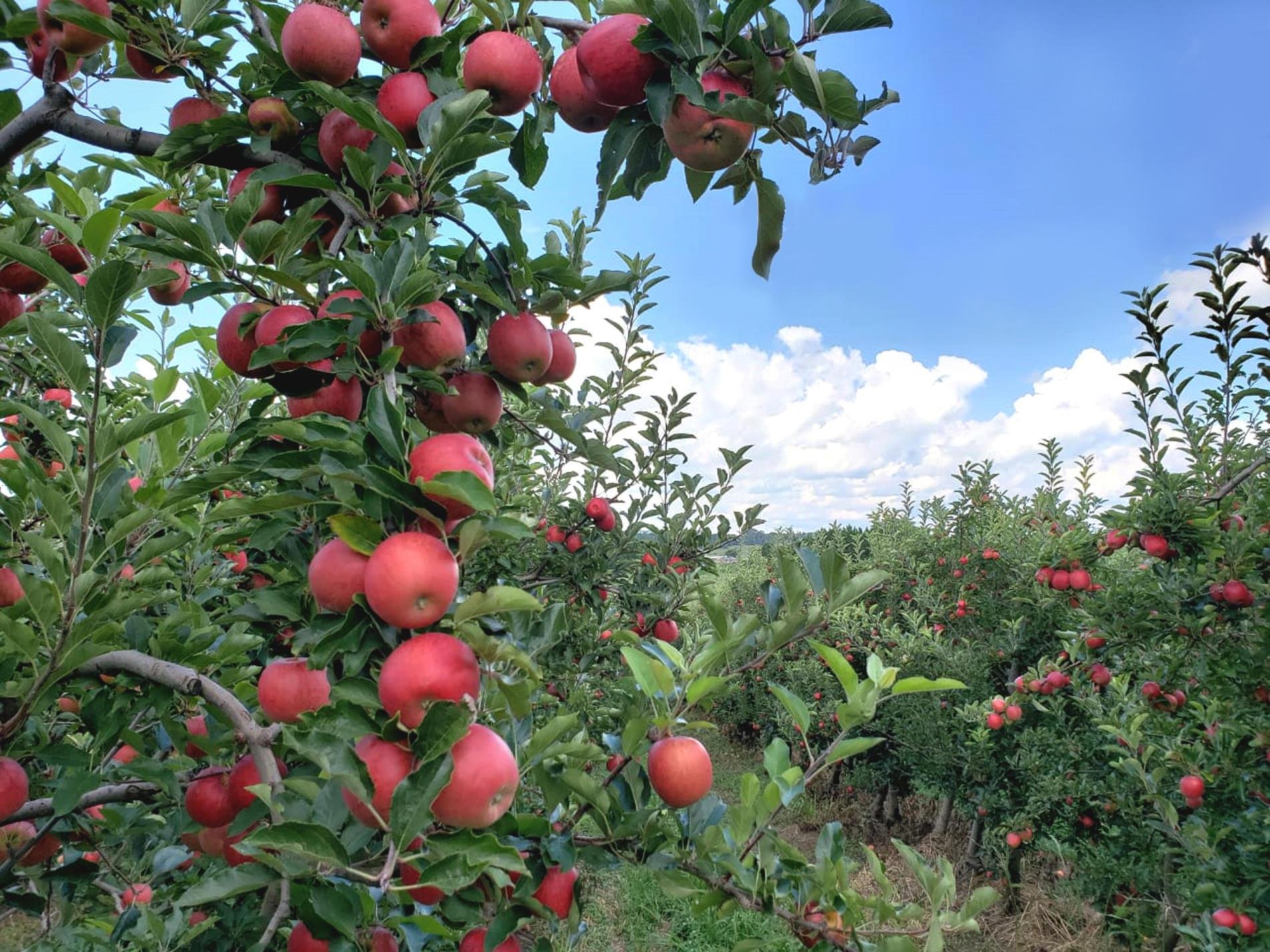 Na fruticultura, as orienta&ccedil;&otilde;es contemplam culturas como videira, macieira, pessegueiro, oliveira e nogueira-pec&atilde;