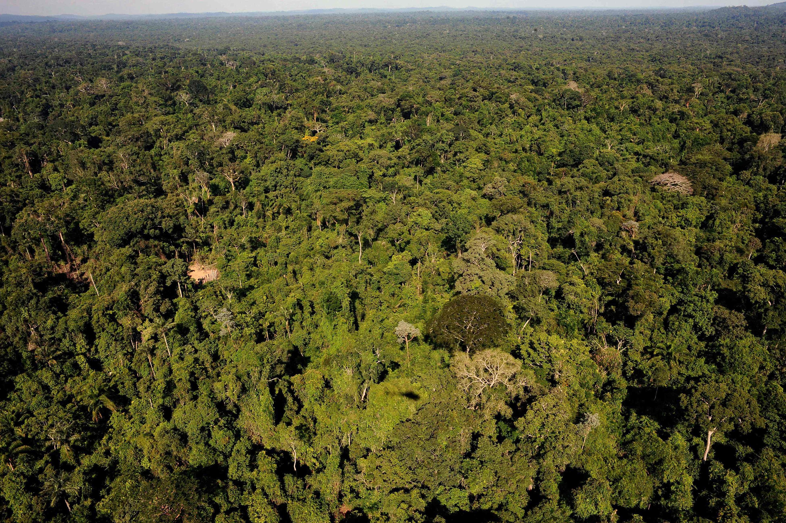 Como &eacute; o projeto, aprovado no Congresso, que reduz em 37% prote&ccedil;&atilde;o de floresta na Amaz&ocirc;nia