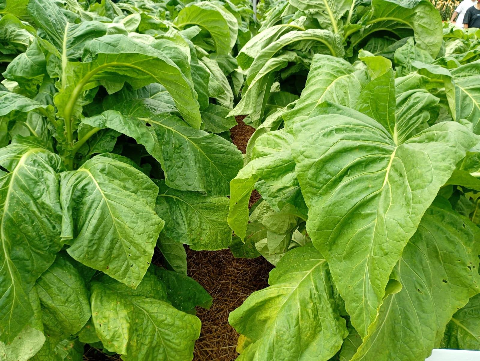 No ano passado o agro ga&uacute;cho exportou US$ 180 milh&otilde;es em tabaco aos americanos