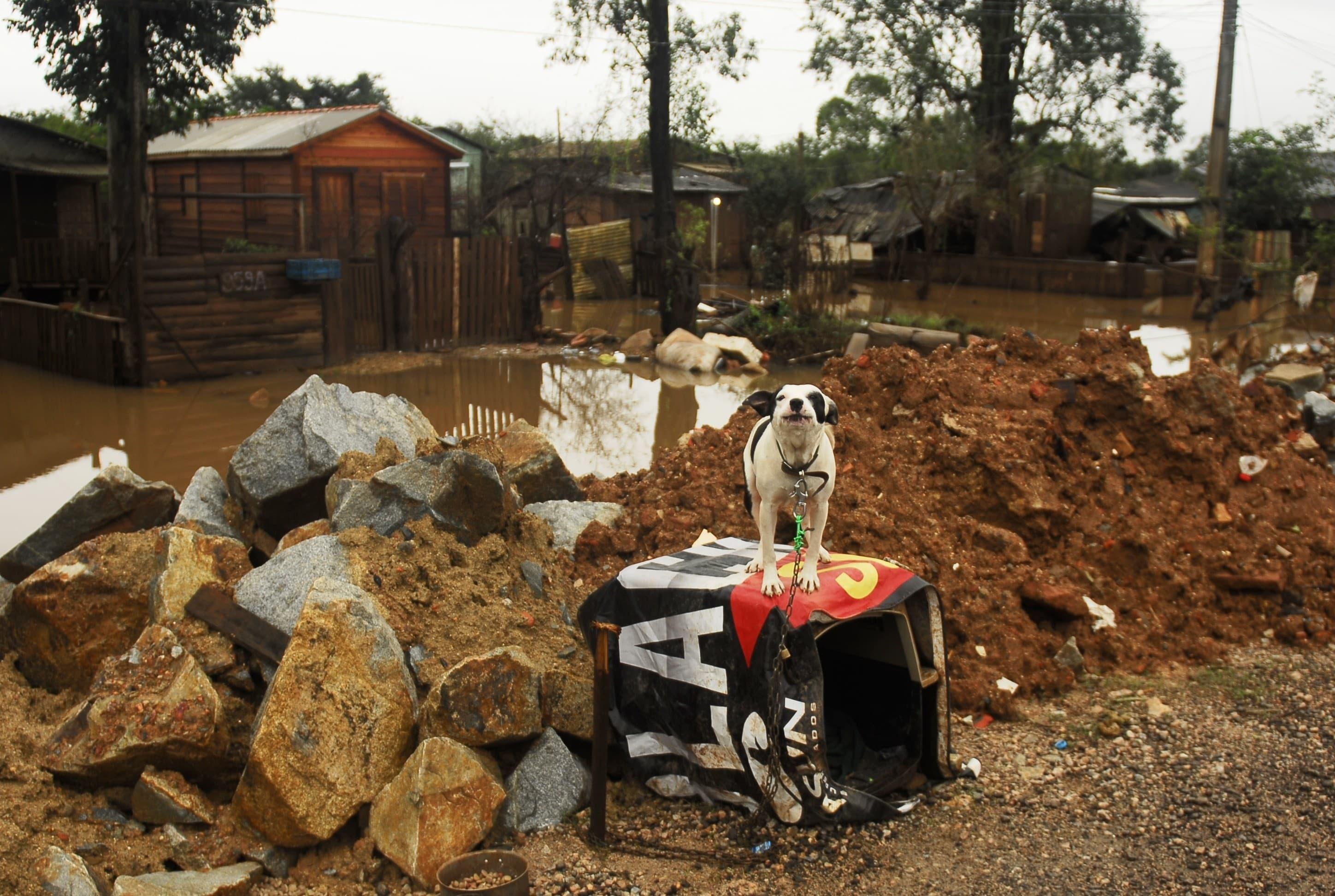 Preven&ccedil;&atilde;o pode salvar vidas dos animais, defende CRMV-RS