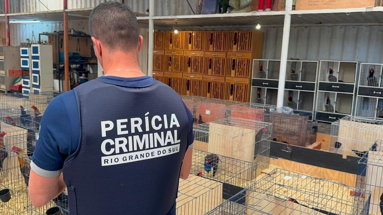 Criat&oacute;rios s&atilde;o suspeitos de procriar, comercializar e treinar galos para rinhas
