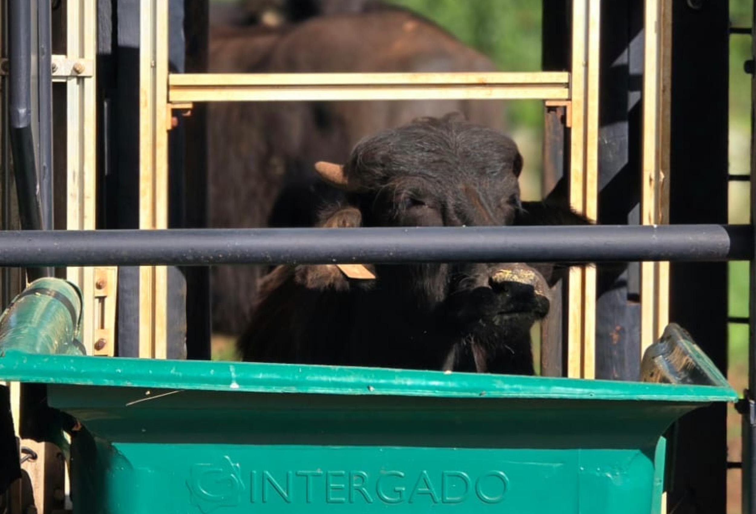 Estudo ser&aacute; conclu&iacute;do no final de agosto, com nova pesagem dos animais selecionados
