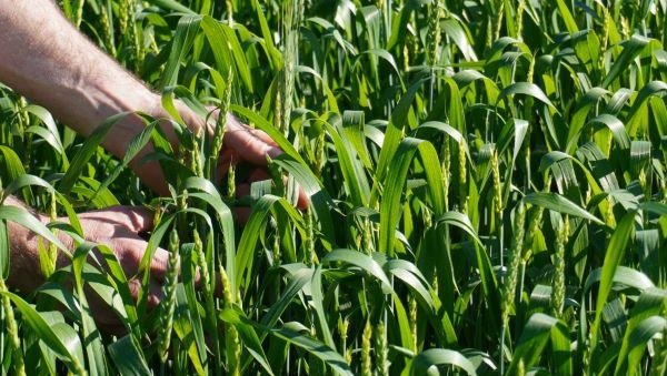 Trigo florescendo em lavoura na regi&atilde;o de Doutor Maur&iacute;cio Cardoso