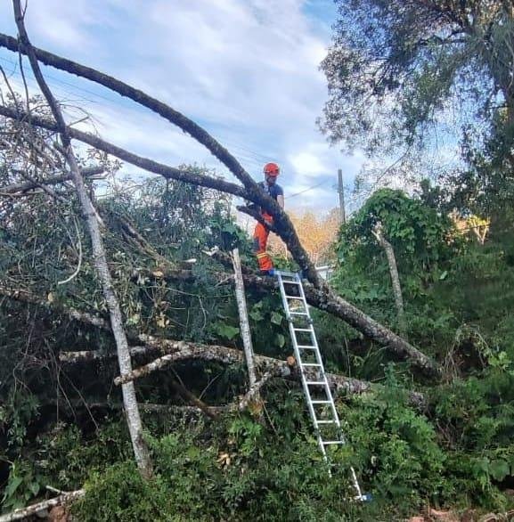 Em Gramado, teve queda de &aacute;rvores em v&aacute;rios pontos da cidade, inclusive na ERS 115