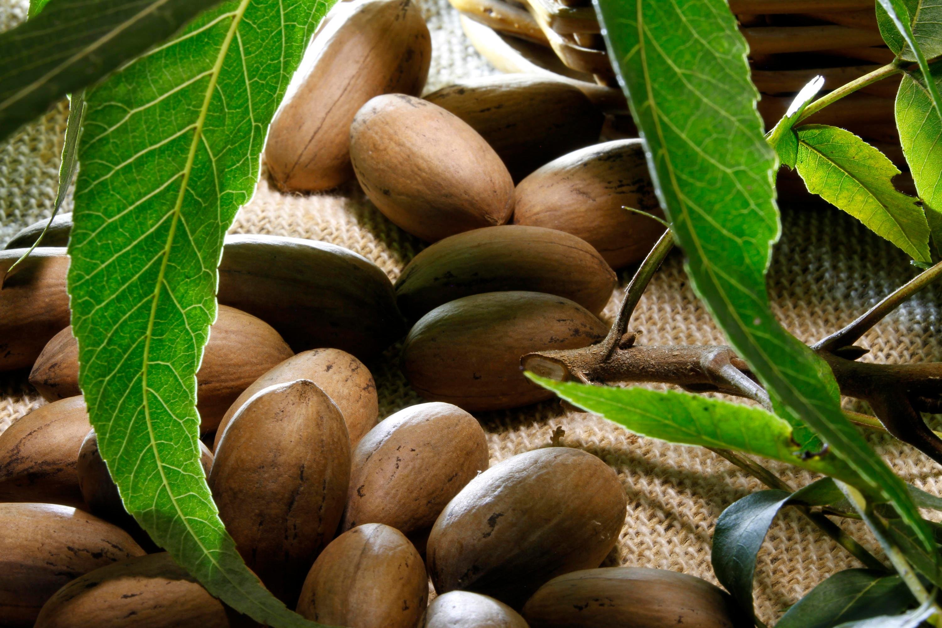 Safras brasileira tem uma produ&ccedil;&atilde;o estimada entre 6,5 mil e 7 mil toneladas neste ano