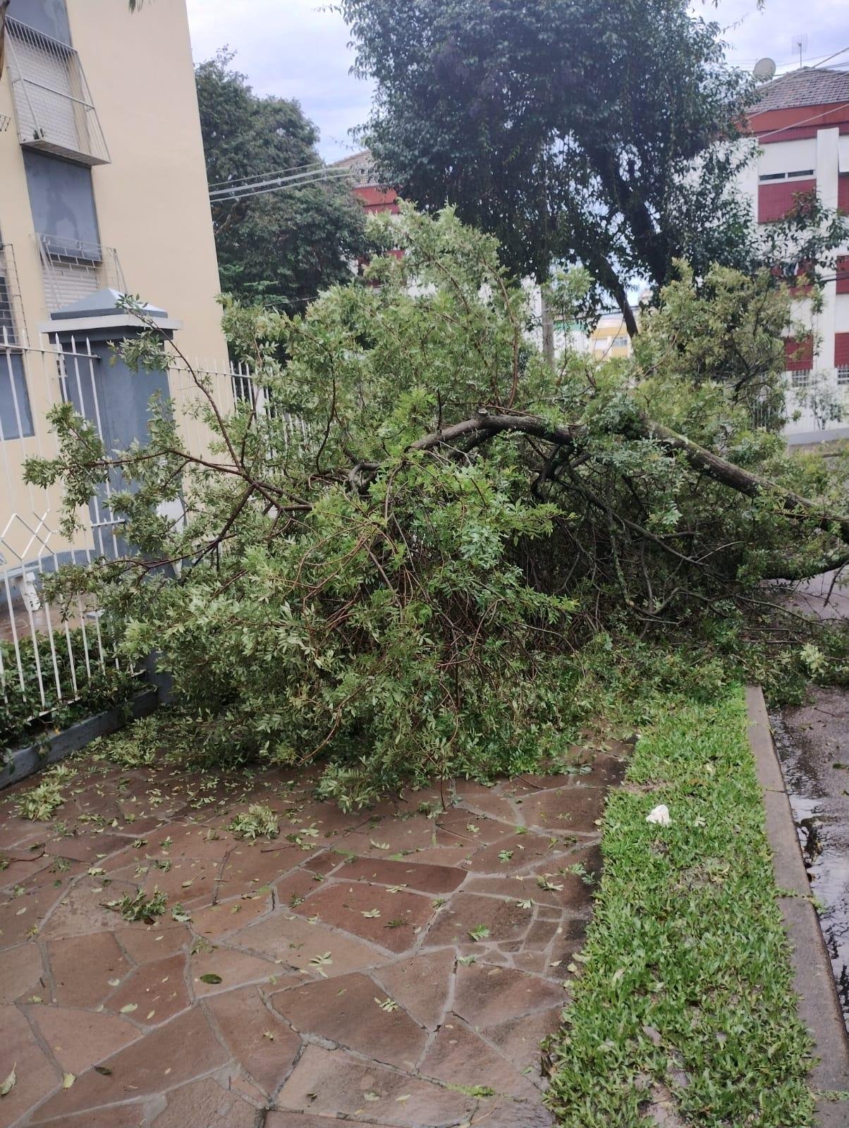 &Aacute;rvore caiu entre a rua e a cal&ccedil;ada na rua Indiana, no bairro Vila Ipiranga