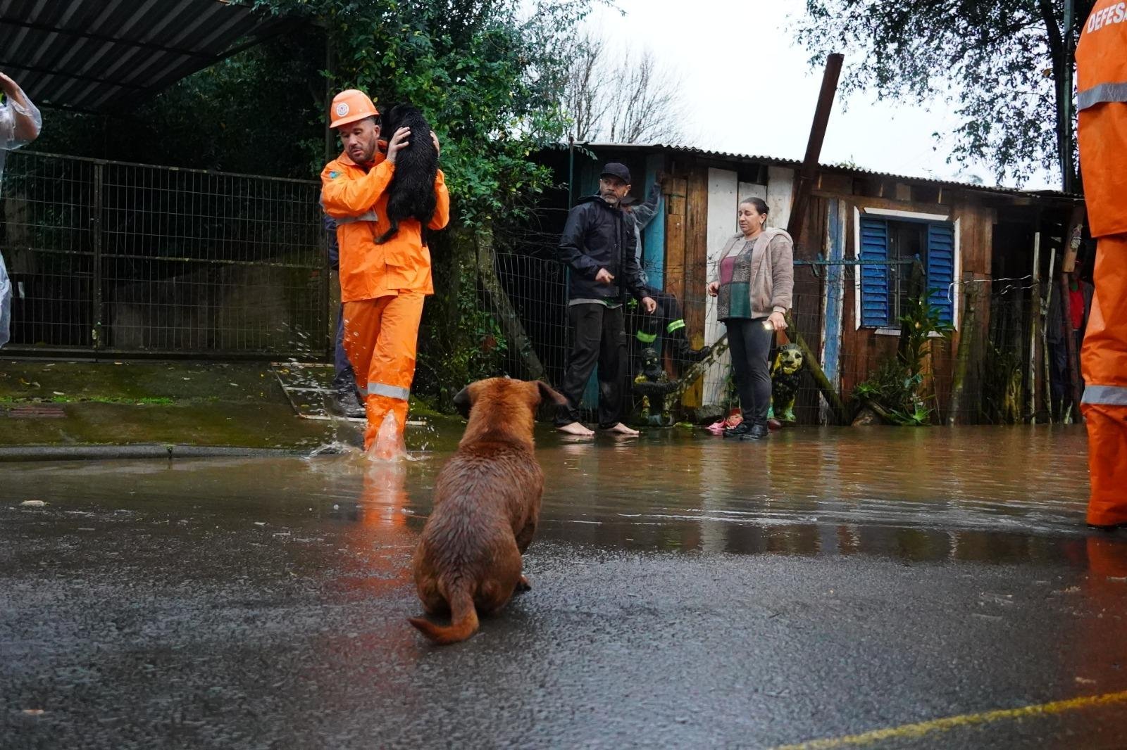 Animais resgatados foram encaminhados para a Coordenadoria de Bem-Estar Animal, onde recebem os cuidados necess&aacute;rios