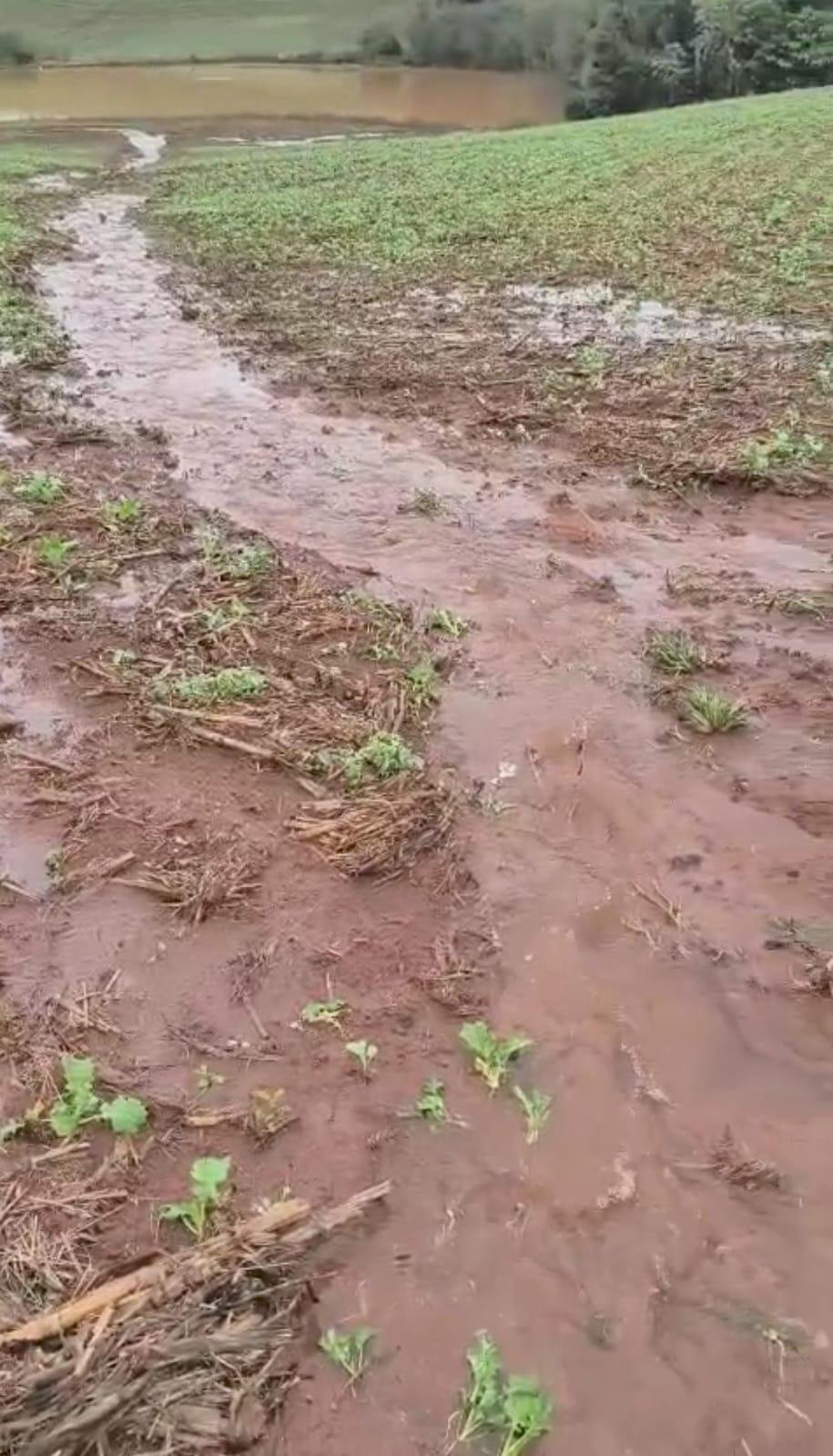 Planta&ccedil;&atilde;o j&aacute; estava estabelecida e foi prejudicada pela precipita&ccedil;&atilde;o