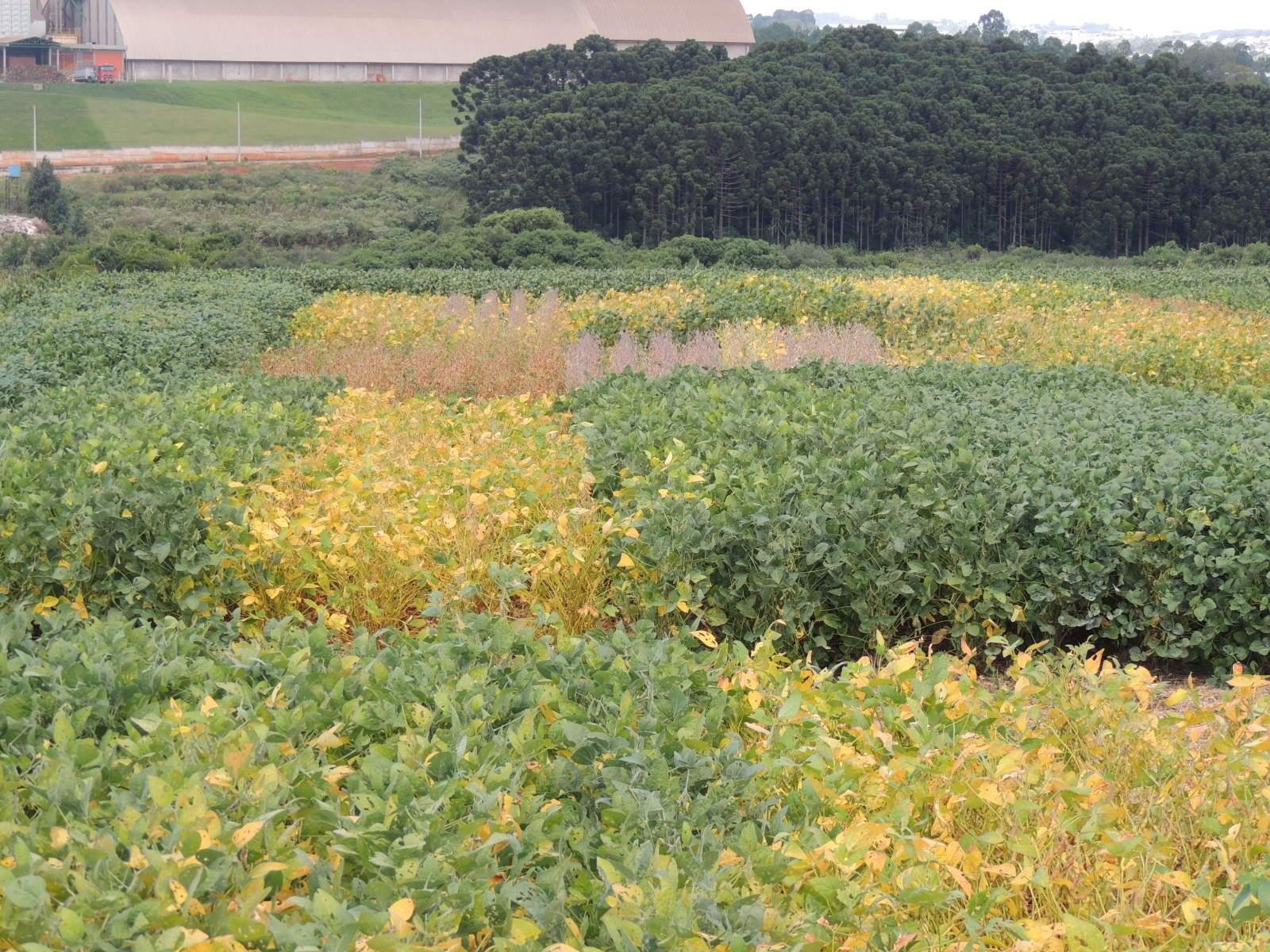 Ensaios como o ECR mostram que no mesmo solo, clima e manejo ocorrem grandes diferen&ccedil;as de produtividades