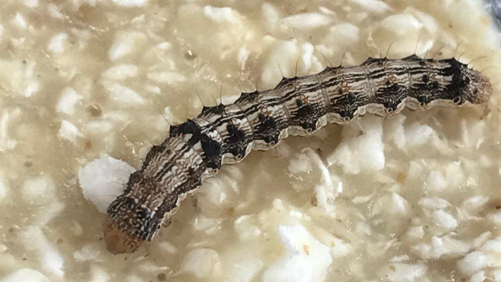 Estudo com a Lagarta-helicoverpa foi liderado por cientistas do Laborat&oacute;rio de Biologia Molecular da Universidade Federal de S&atilde;o Carlos
