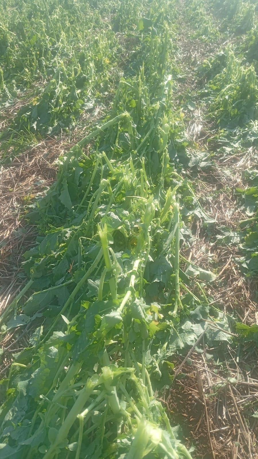 Em Santo Ant&ocirc;nio das Miss&otilde;es, granizo na segunda-feira destruiu planta&ccedil;&atilde;o de canola