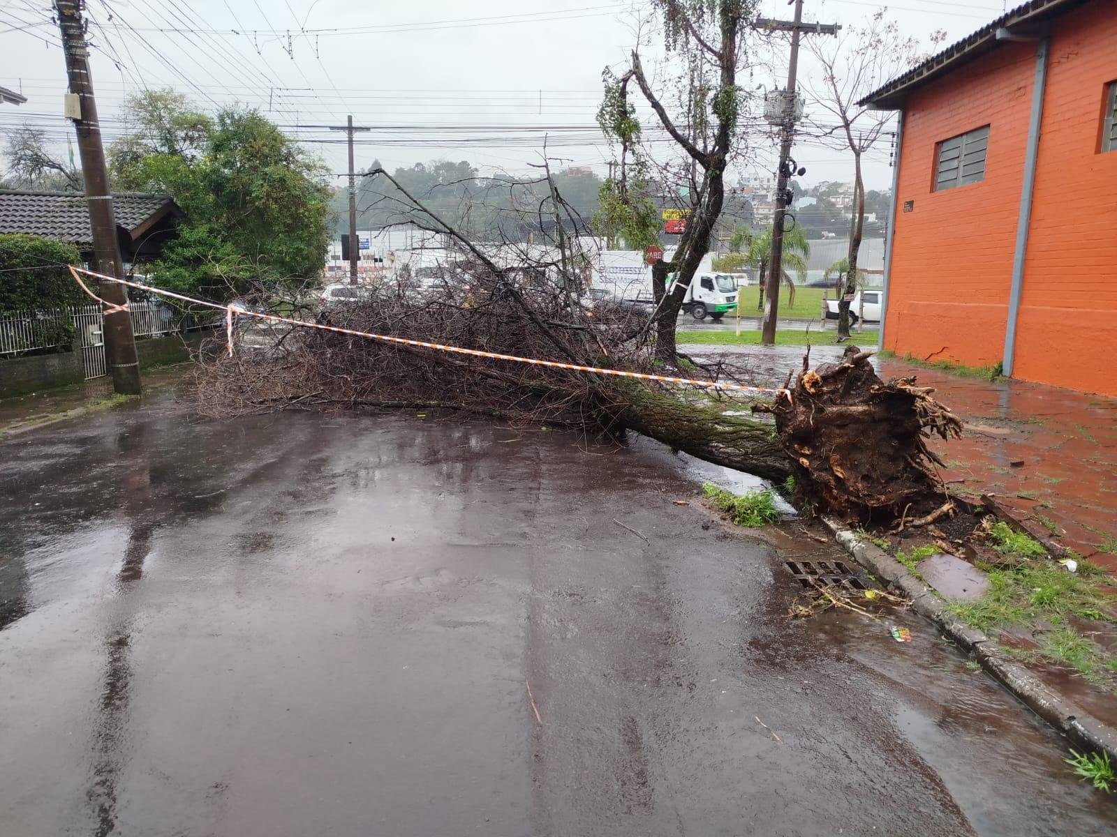 Duas &aacute;rvores tombaram em vias p&uacute;blicas, obstruindo a passagem de ve&iacute;culos