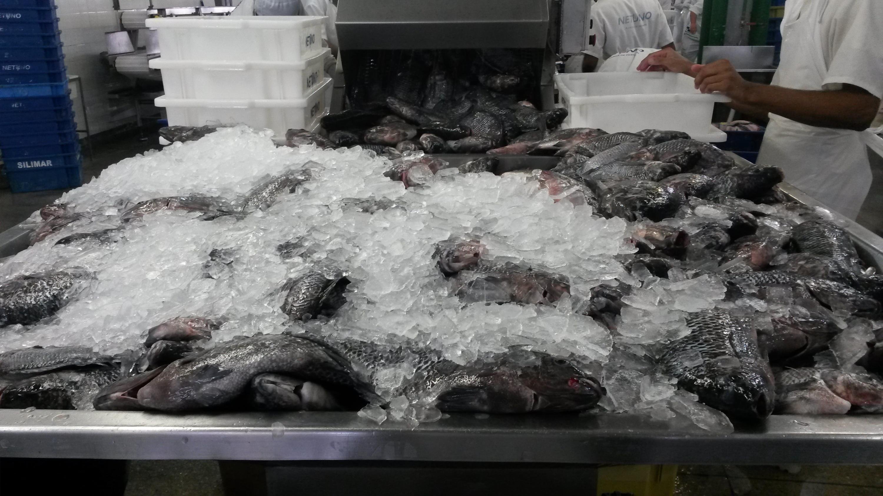 No trimestre abril e junho, a til&aacute;pia foi respons&aacute;vel por 95% em valores e 91% em toneladas nas exporta&ccedil;&otilde;es de peixes