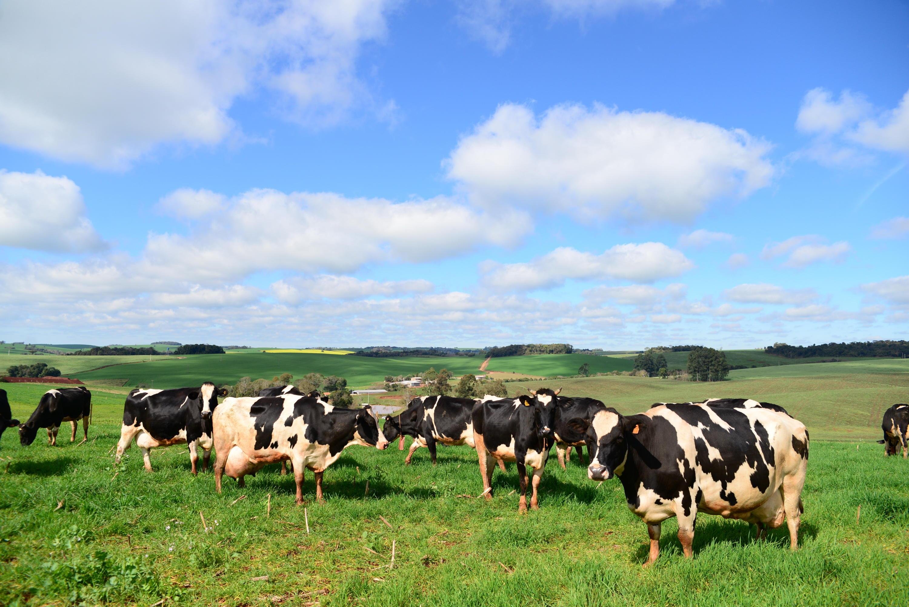 Exportação do agronegócio do RS cresce 10% em setembro, para US$ 1,86 bi, aponta Farsul