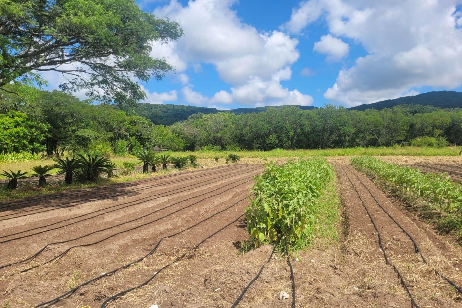 Confer&ecirc;ncia Municipal de Agricultura e Abastecimento ocorrer&aacute; na zona Sul da Capital