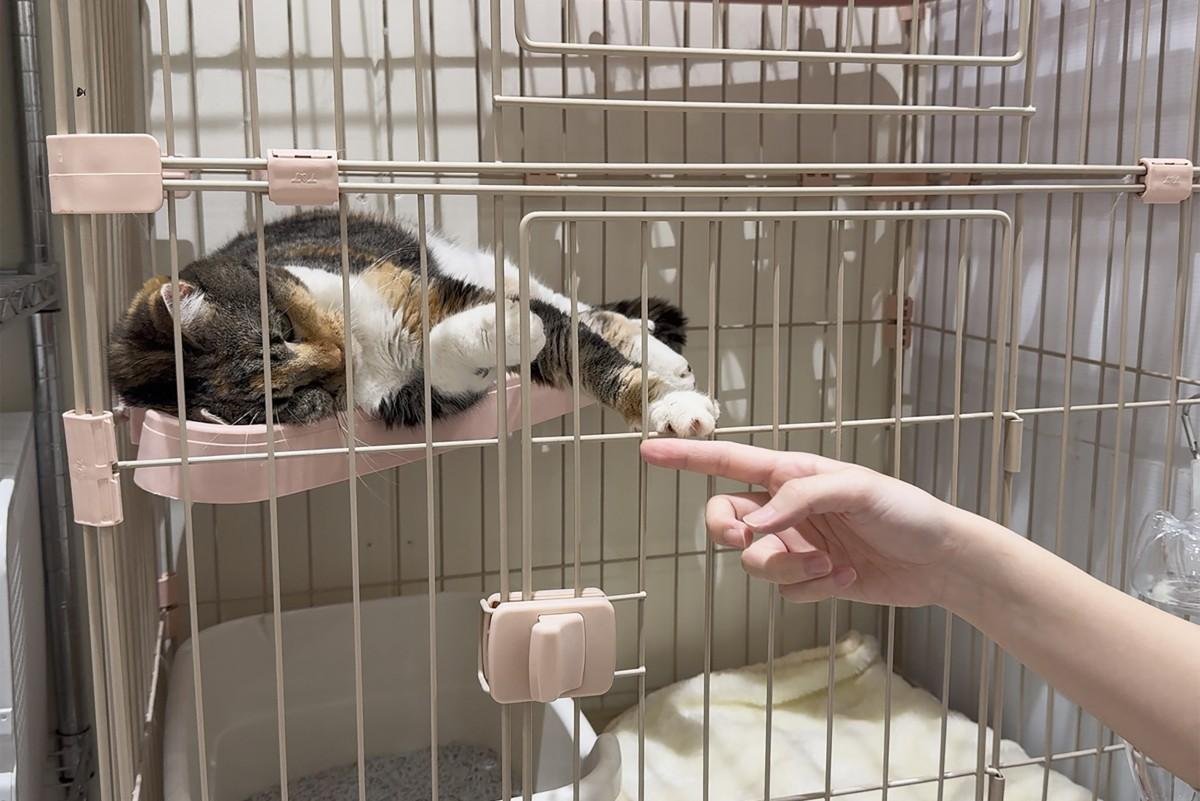 Gatos estavam no t&eacute;rreo do shopping Aeon em Kashima, quando ocorreu o terremoto de magnitude 7,1 na ter&ccedil;a-feira