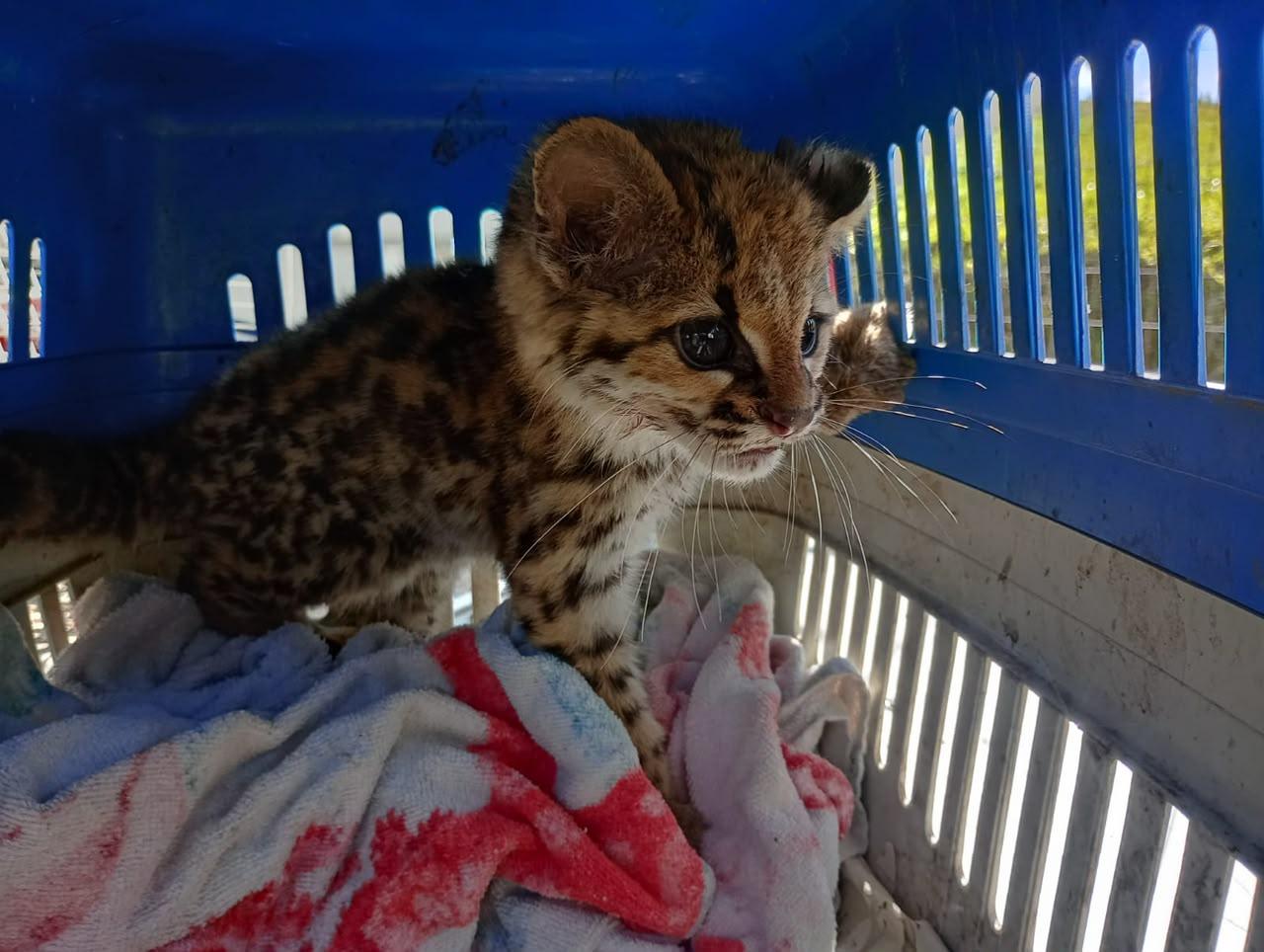 Animal foi localizado por uma moradora dentro de um galinheiro