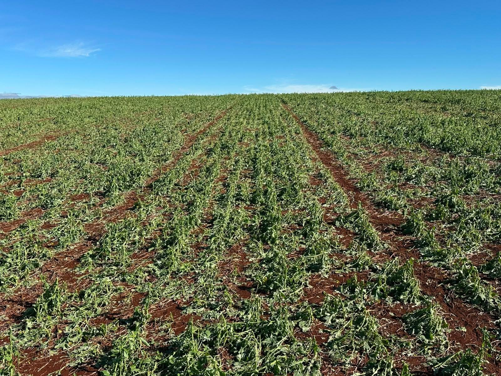 Lavouras de Canola est&atilde;o entre as que sofreram impacto devido ao clima