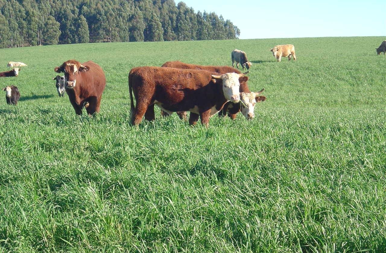 A esp&eacute;cie &eacute; muito utilizada como planta de cobertura ou como forragem na produ&ccedil;&atilde;o de carne ou leite